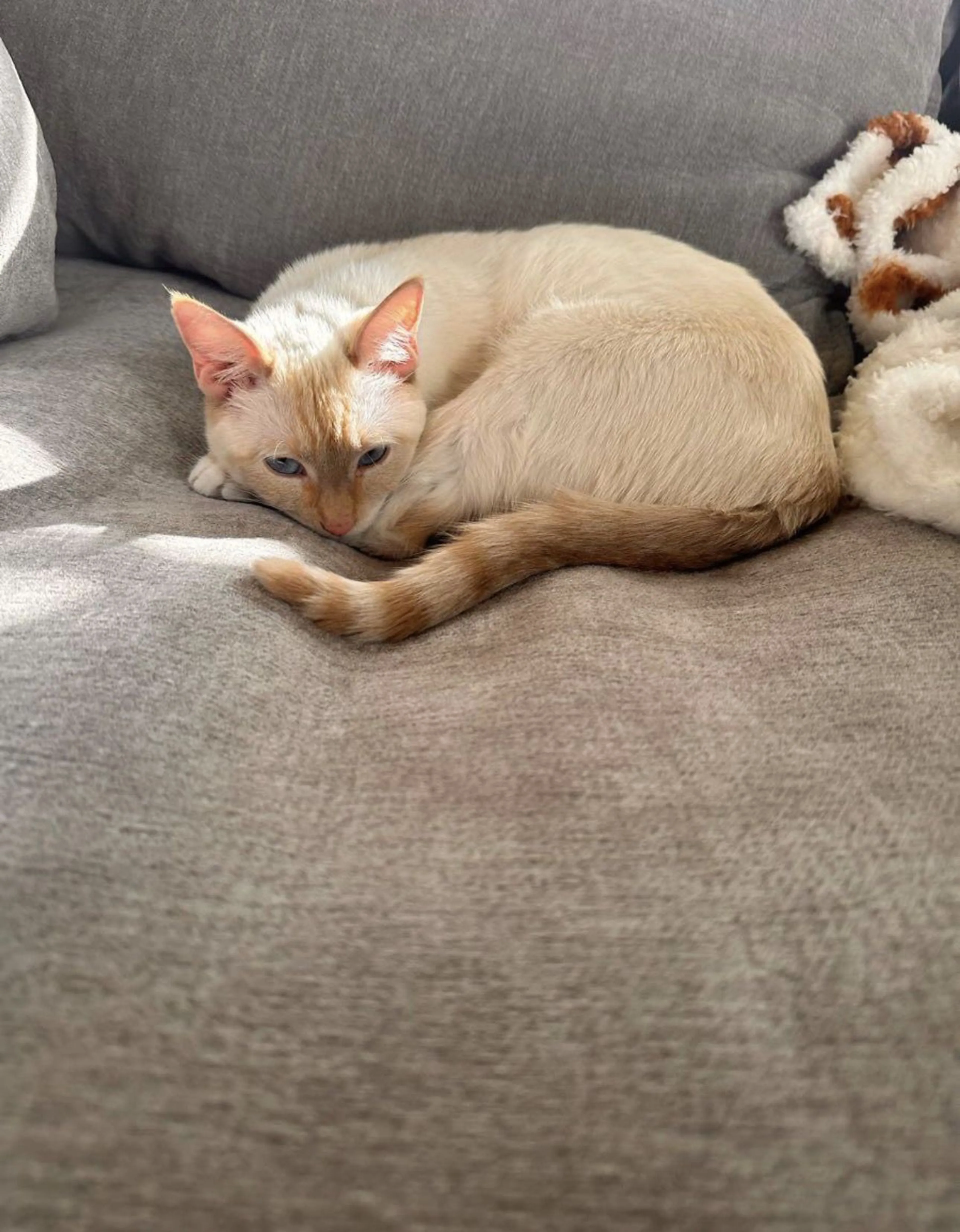 Lost pet-1
