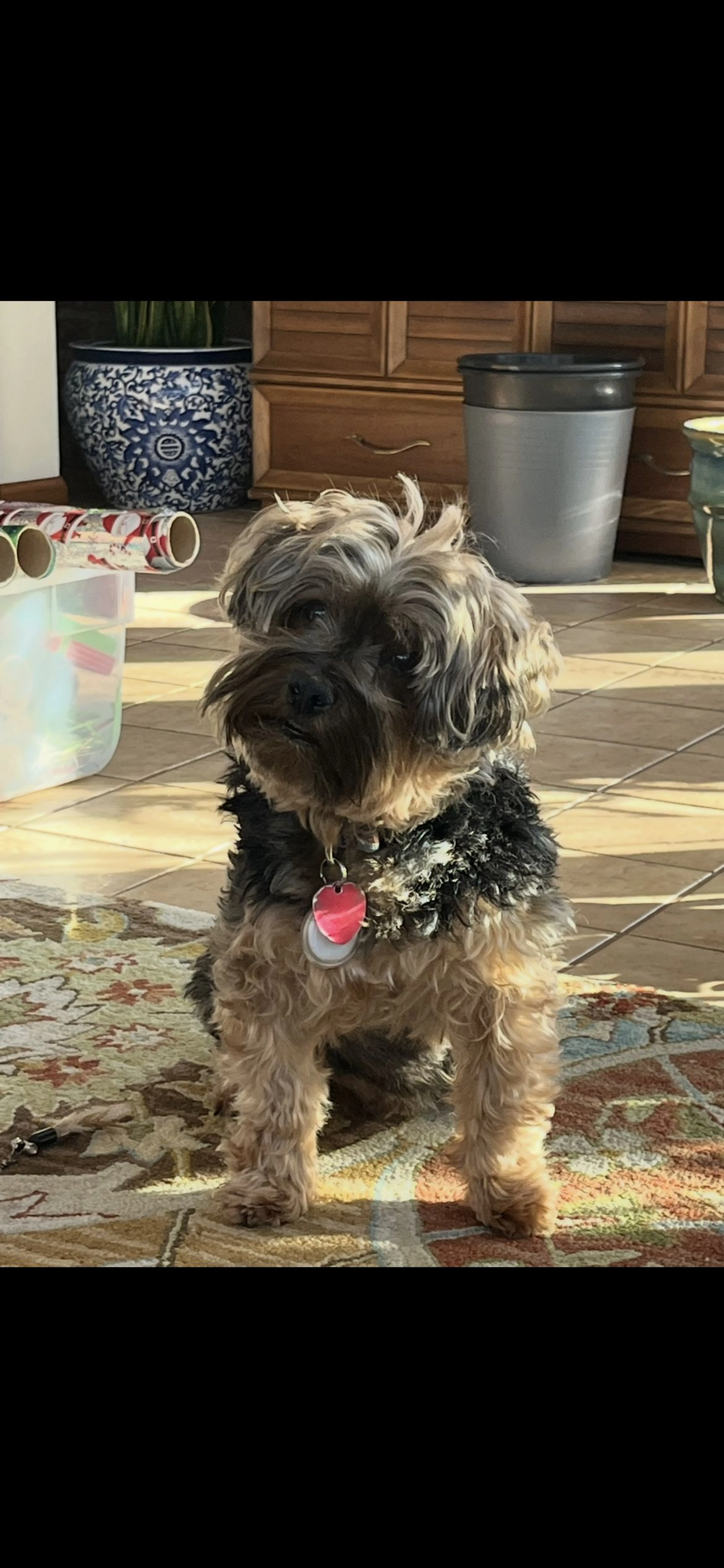 Lost pet