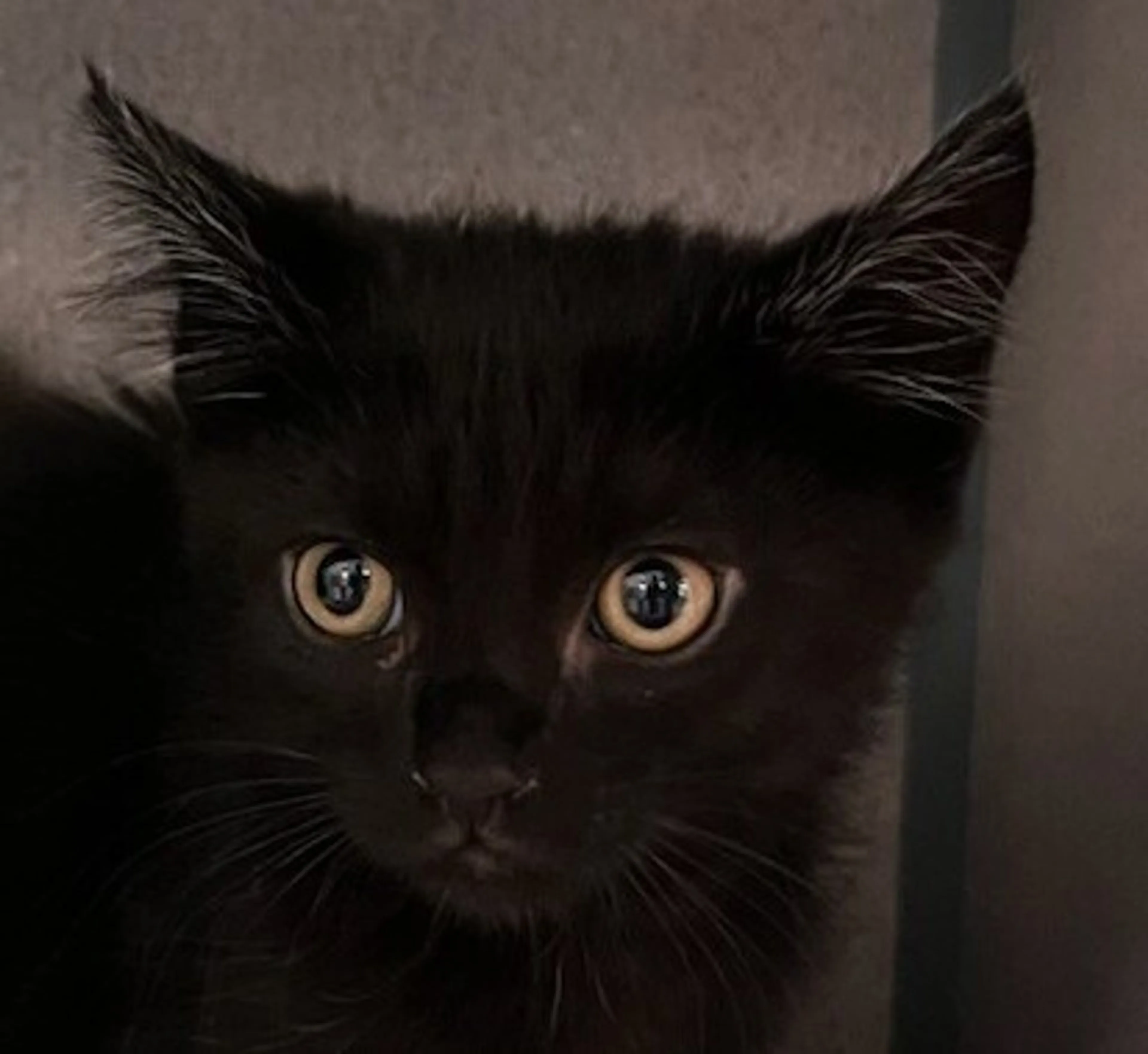 Found pet-0