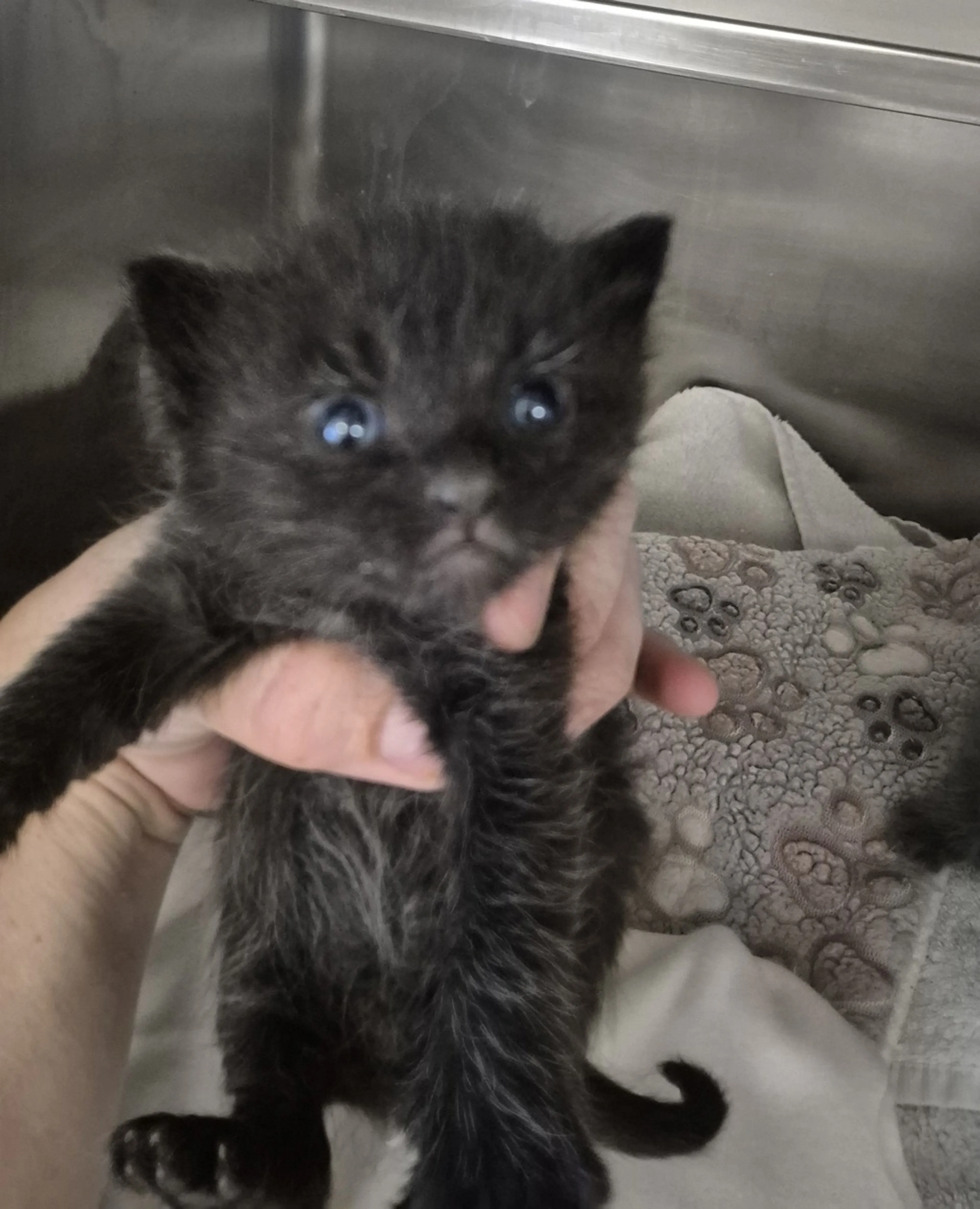 Found pet-1