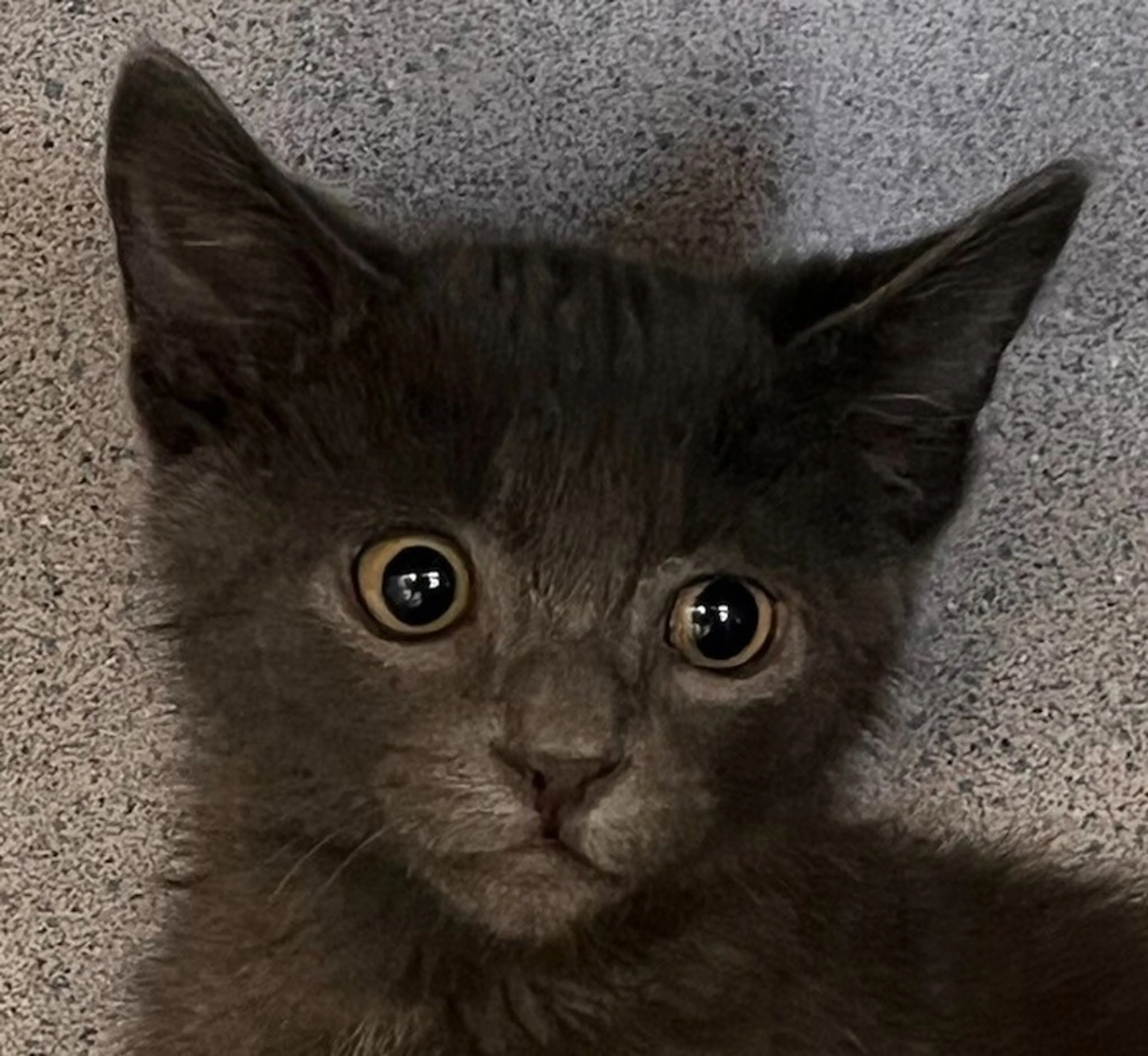 Found pet-0