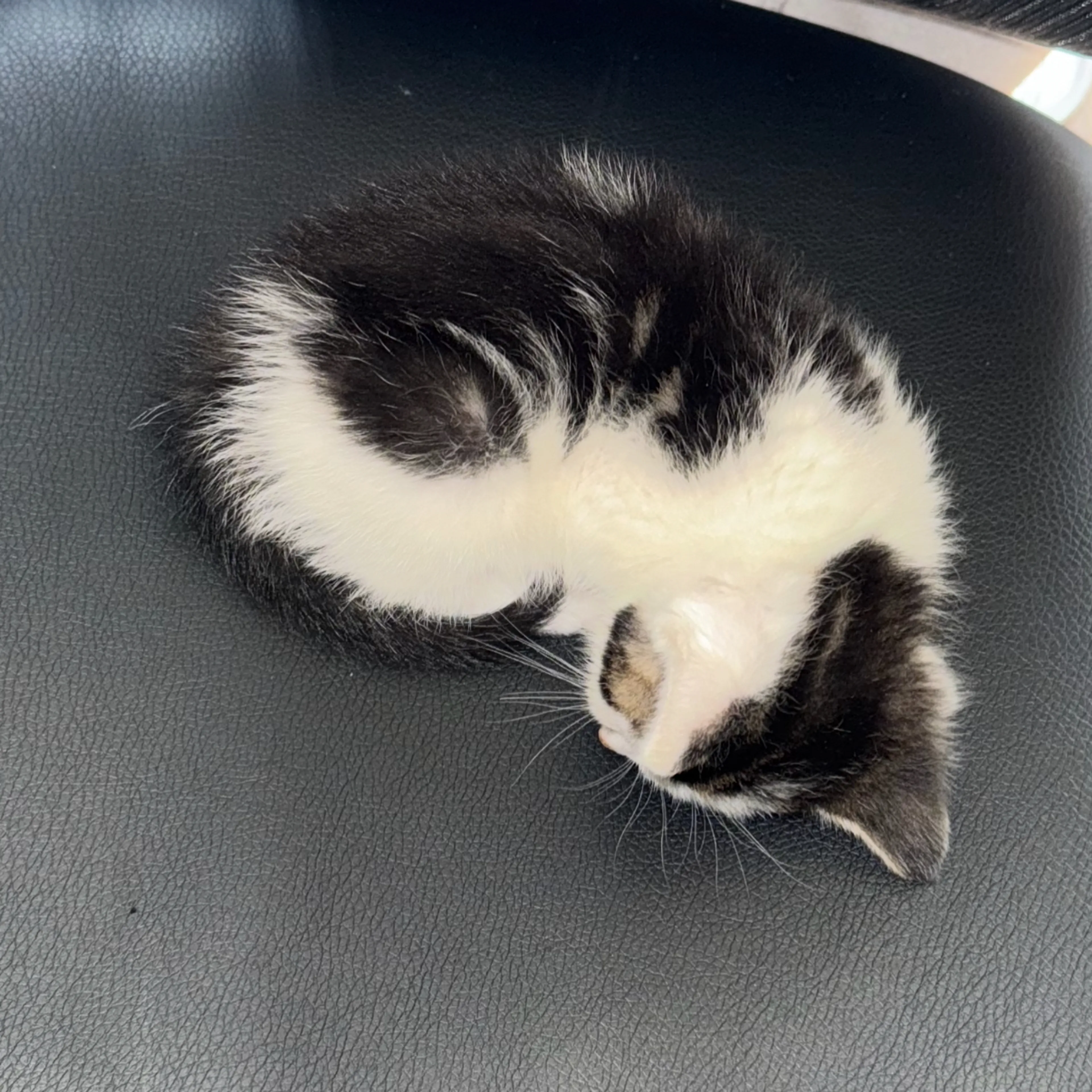 Lost pet-3