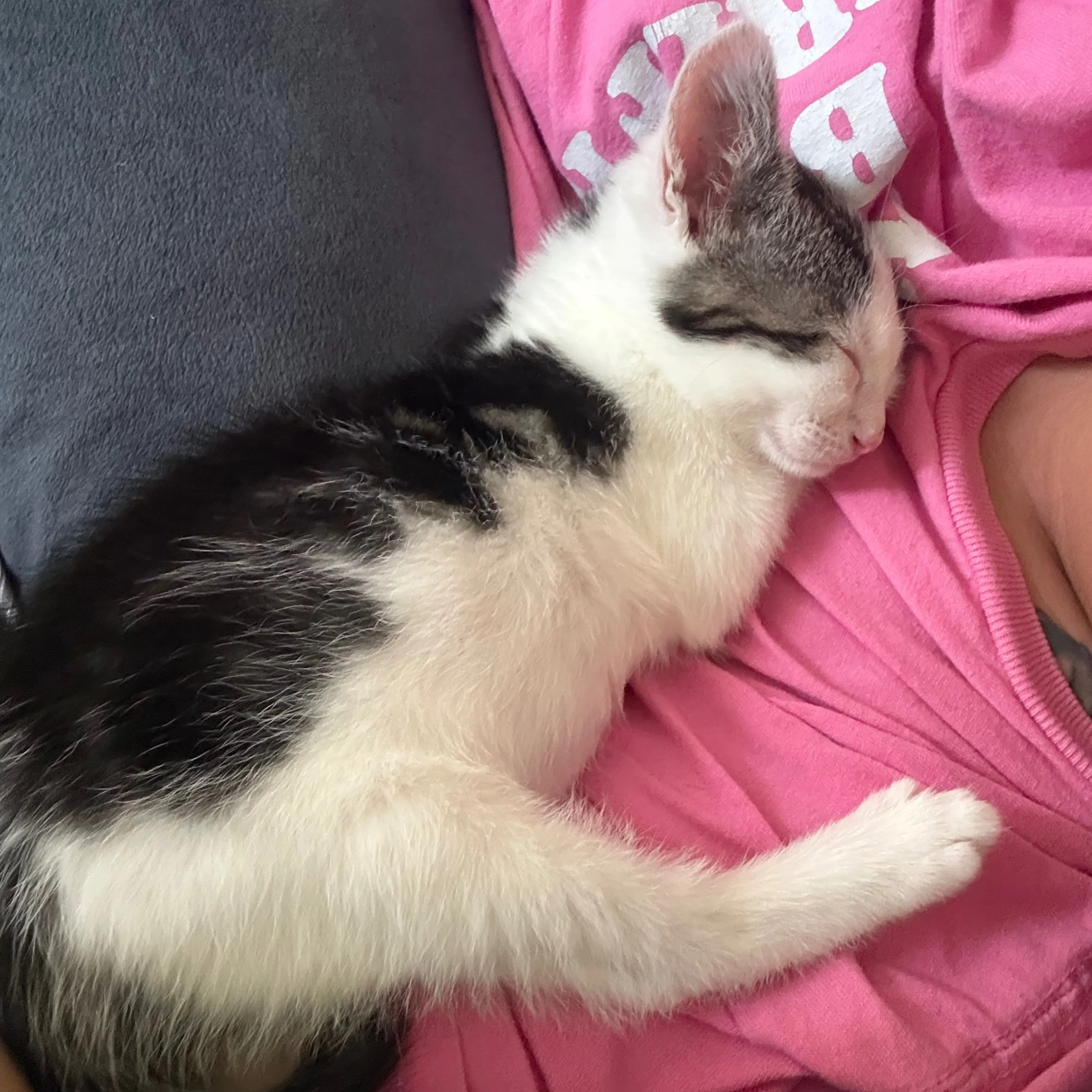 Lost pet-1