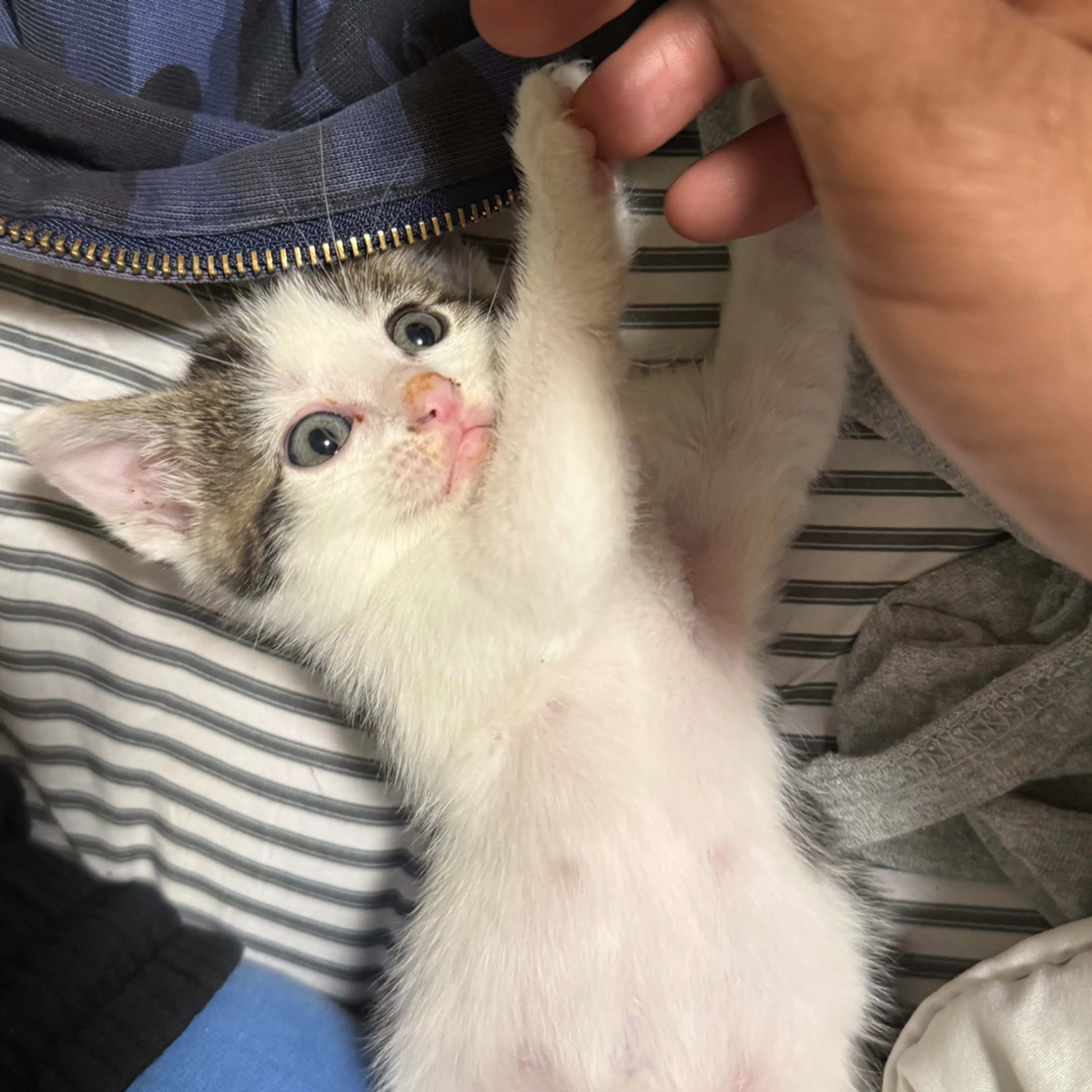 Lost pet-2