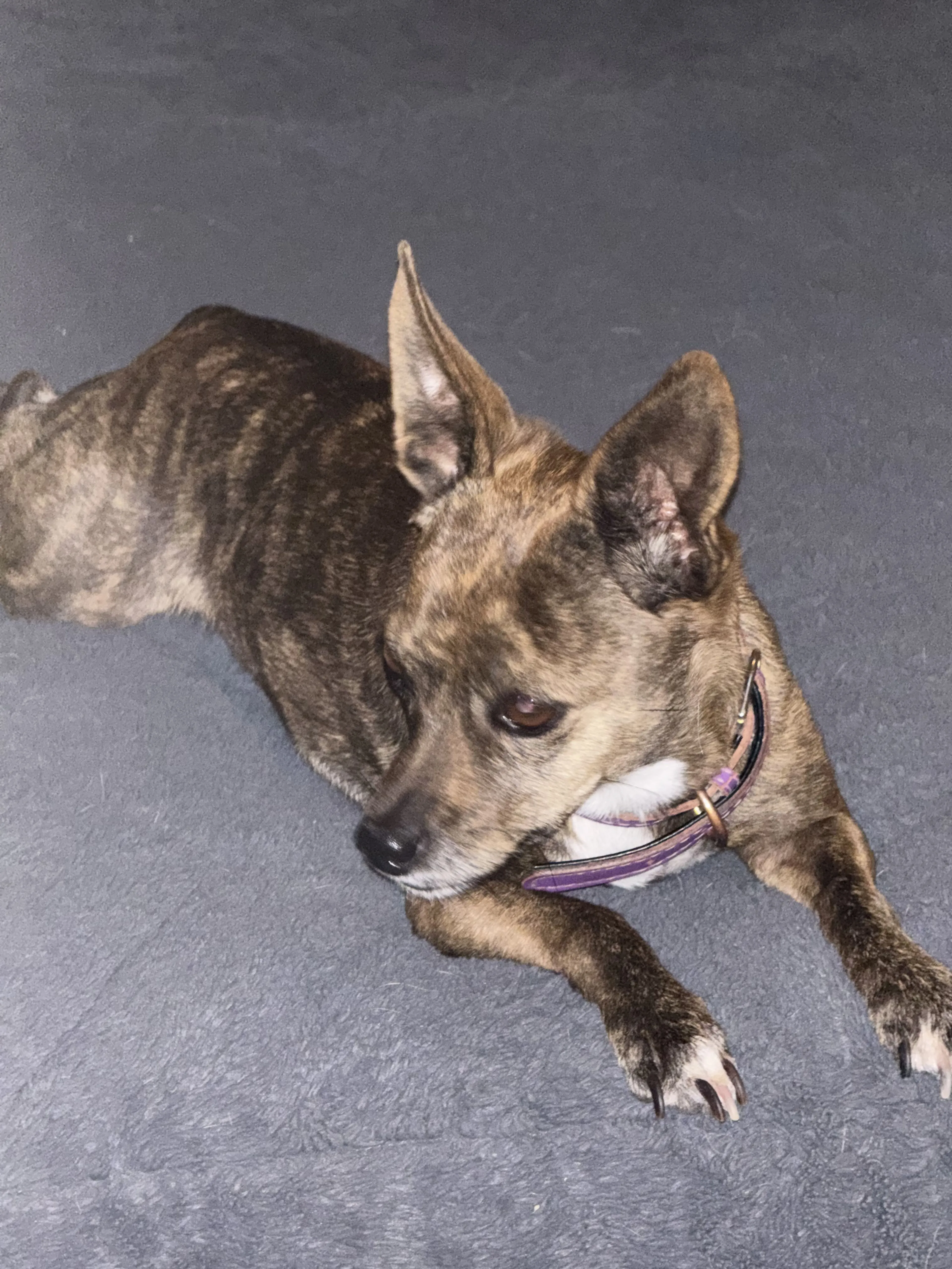 Lost pet-1