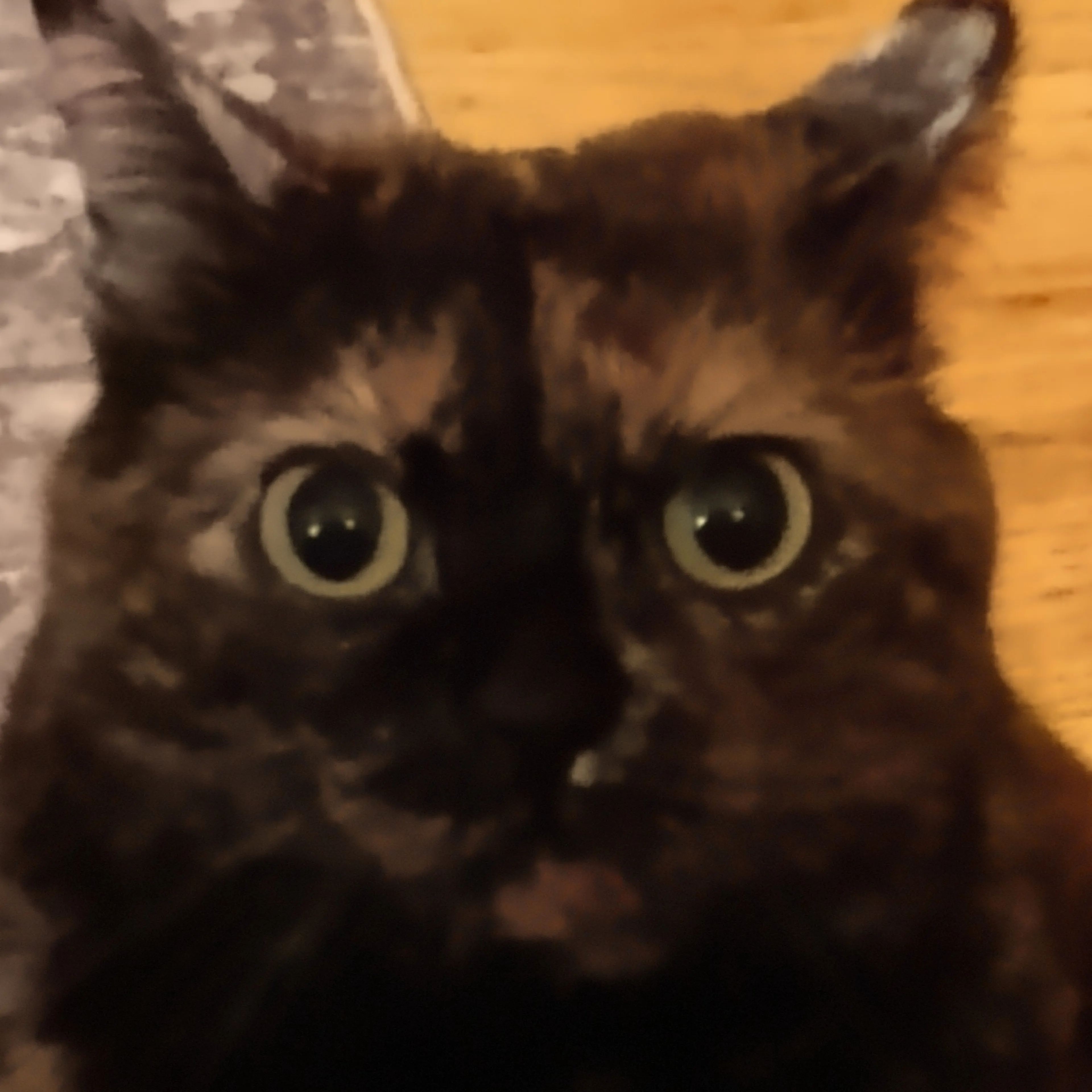 Lost pet-2