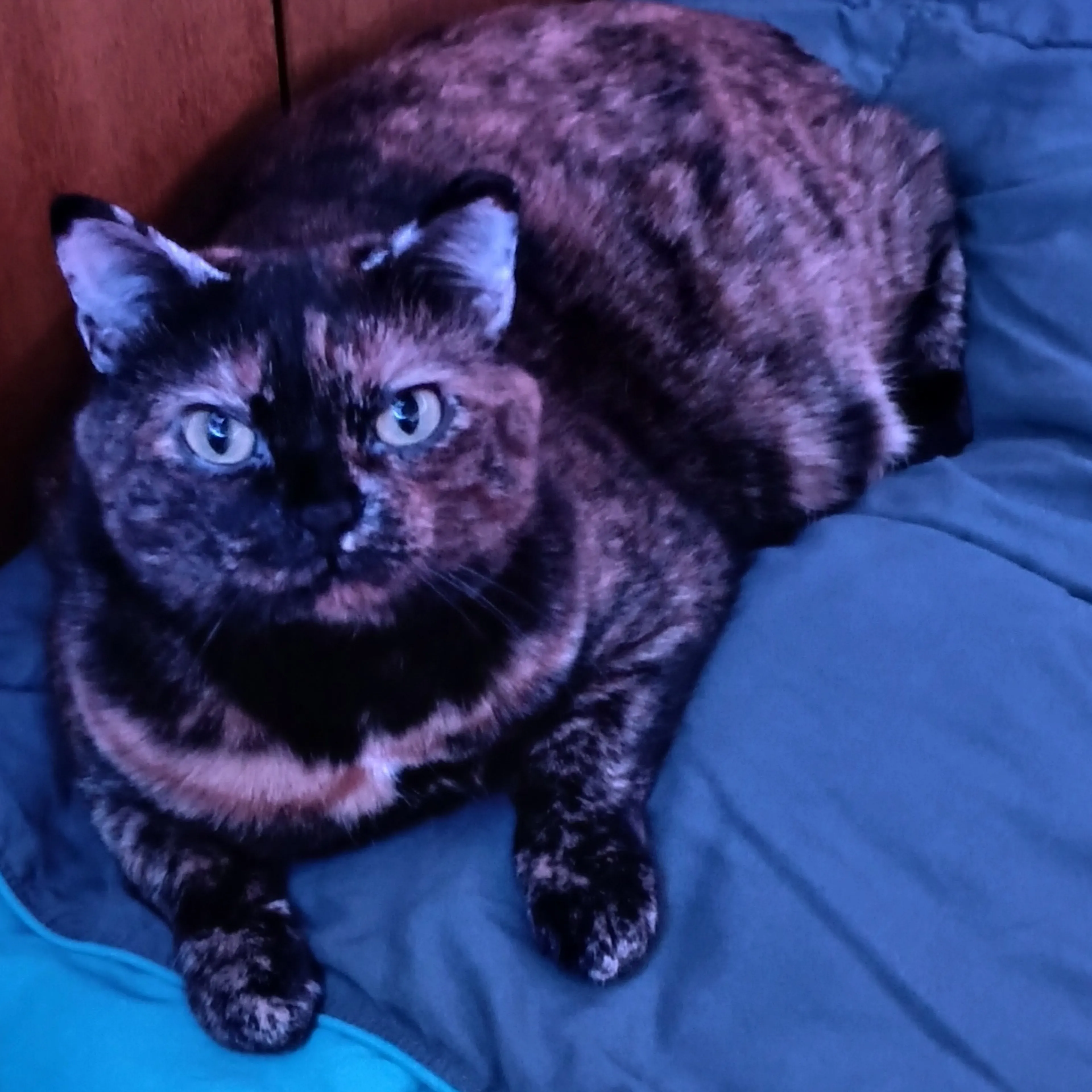 Lost pet-1