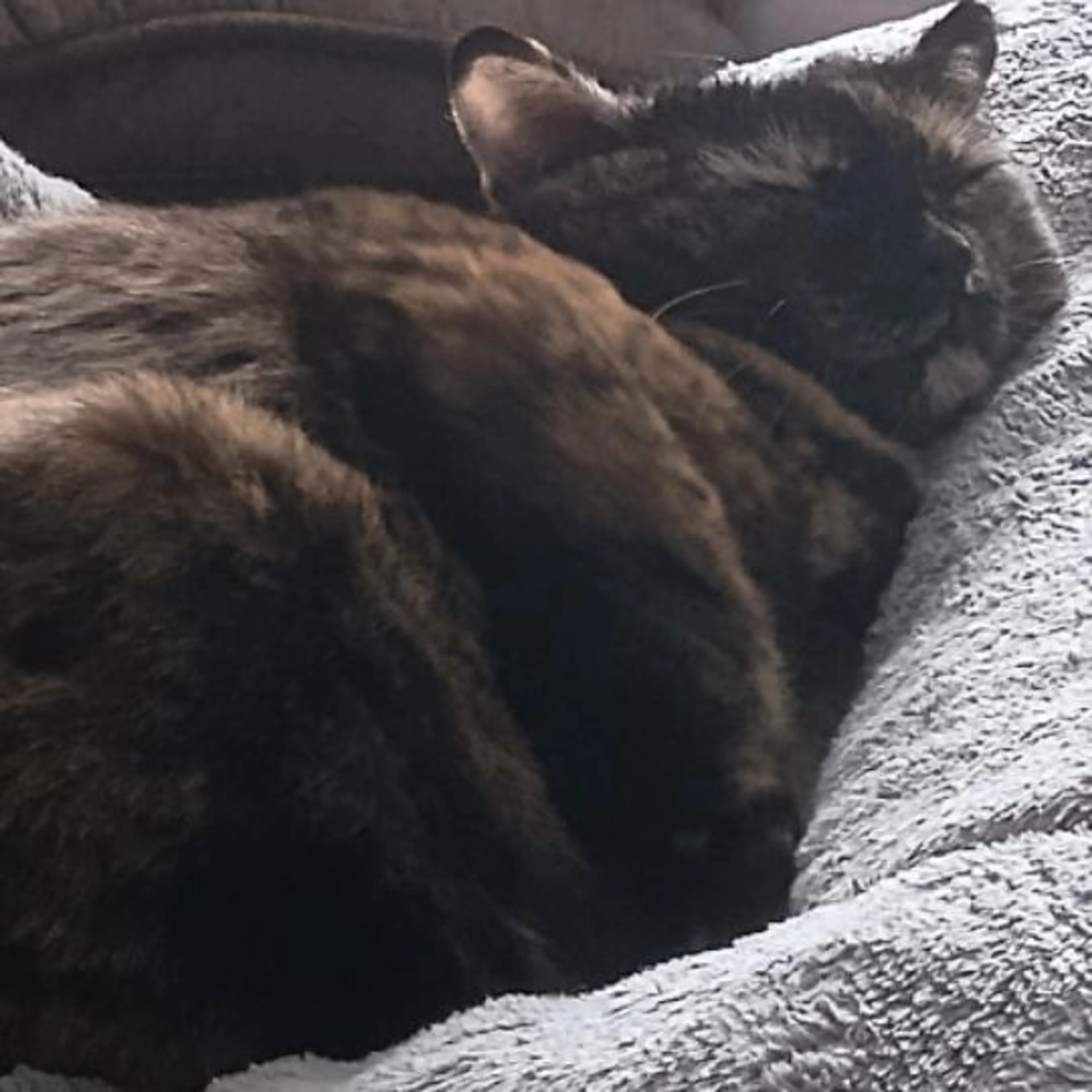 Lost pet-0