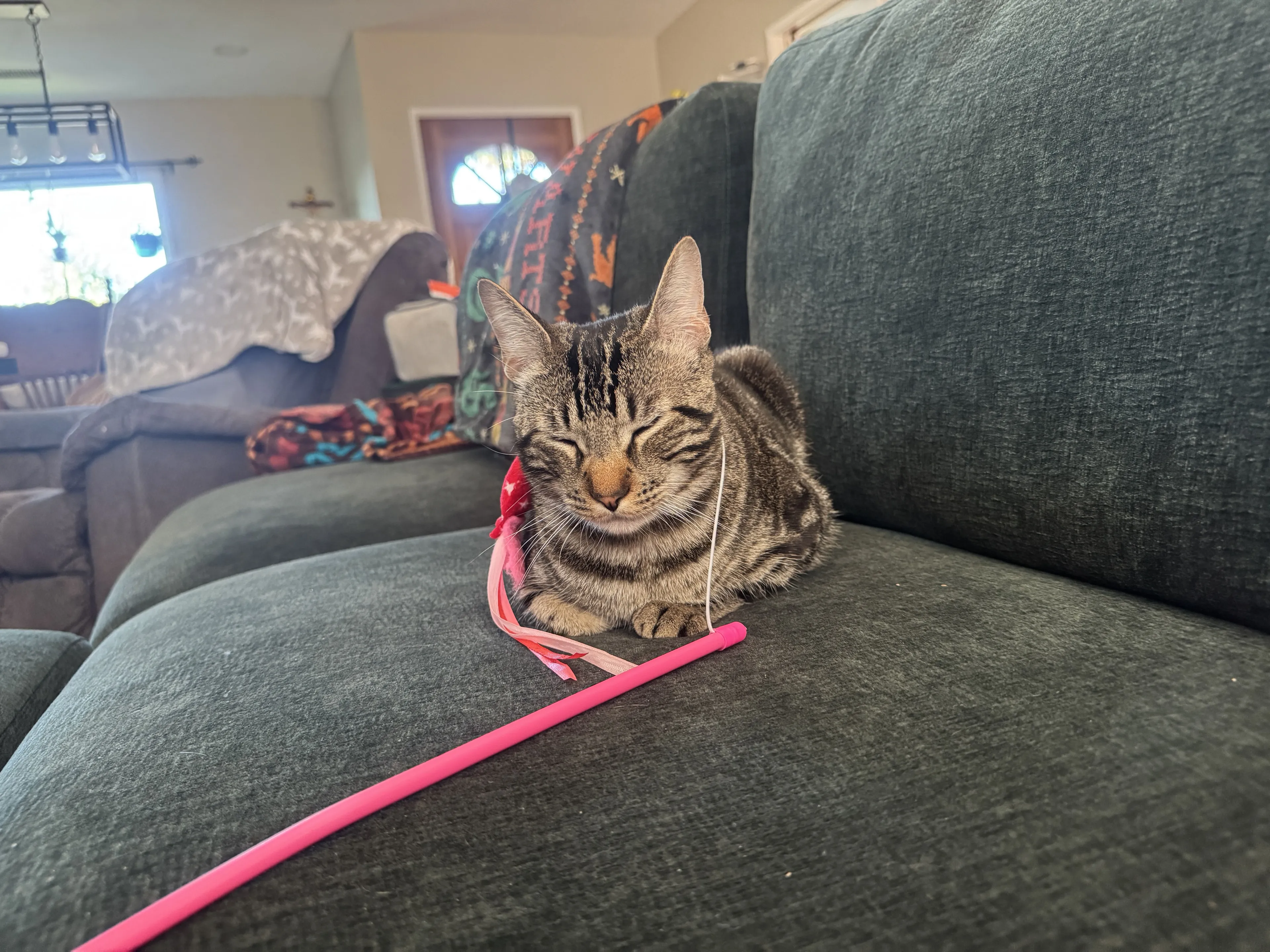 Lost pet-0
