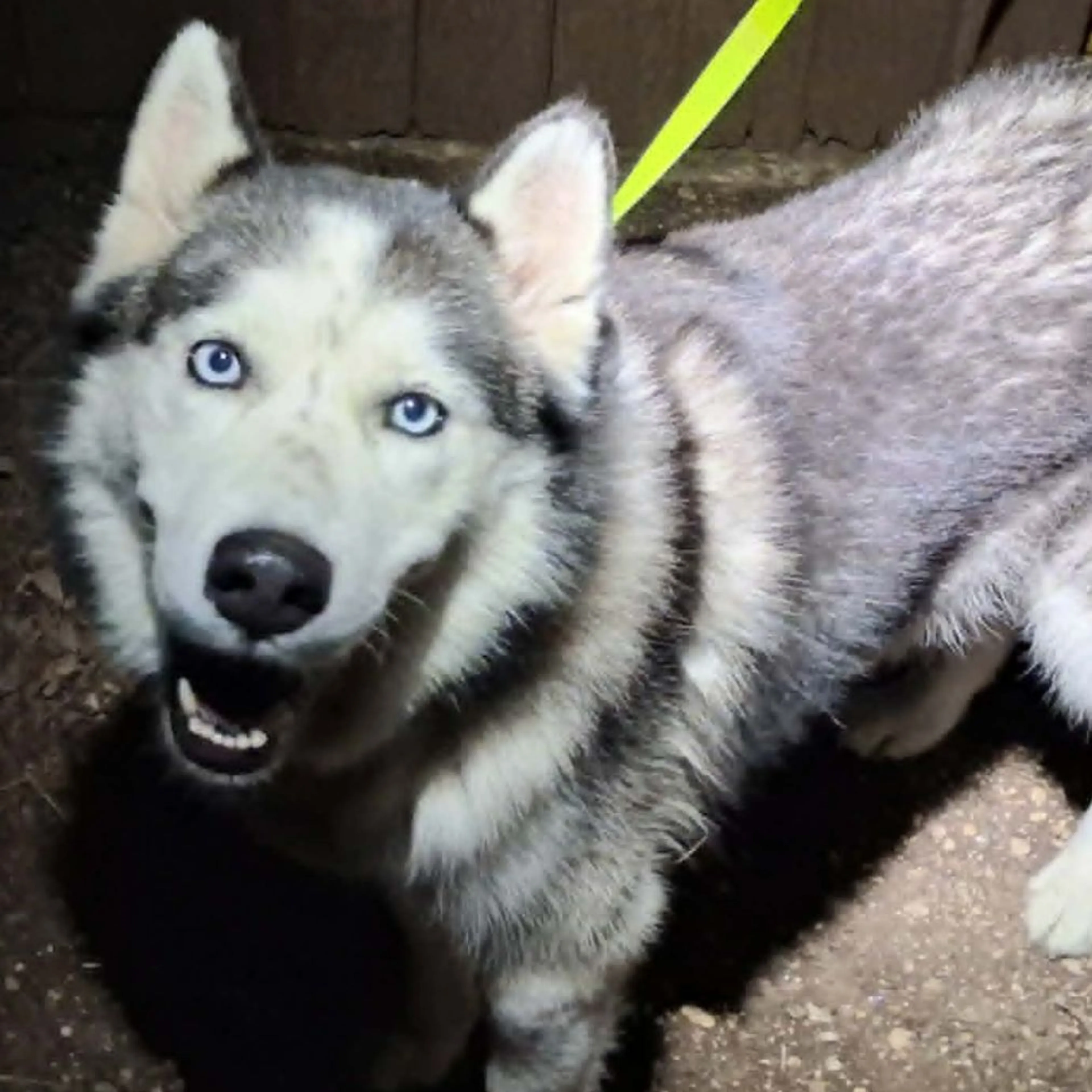 Found pet