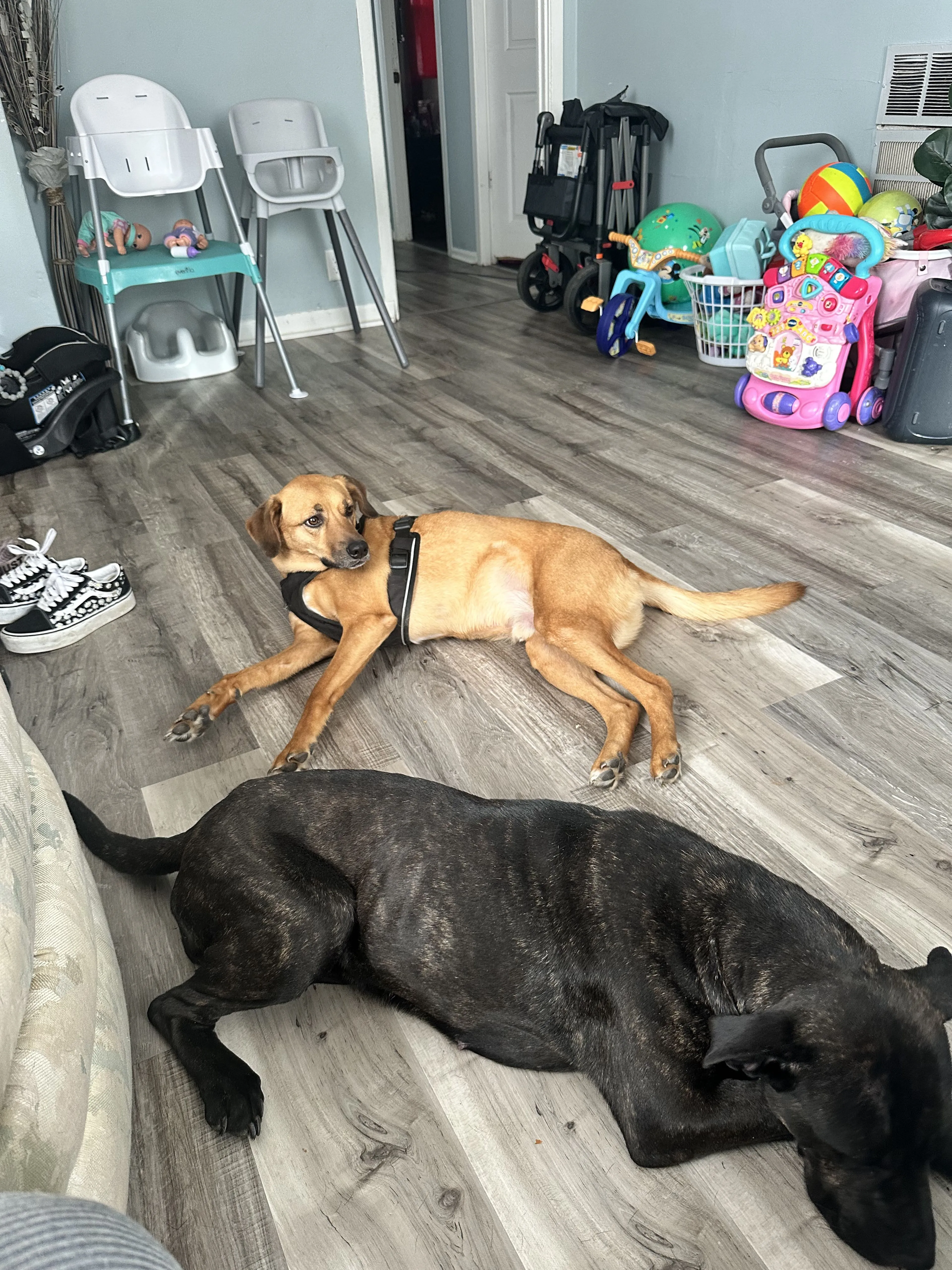 Lost pet-1