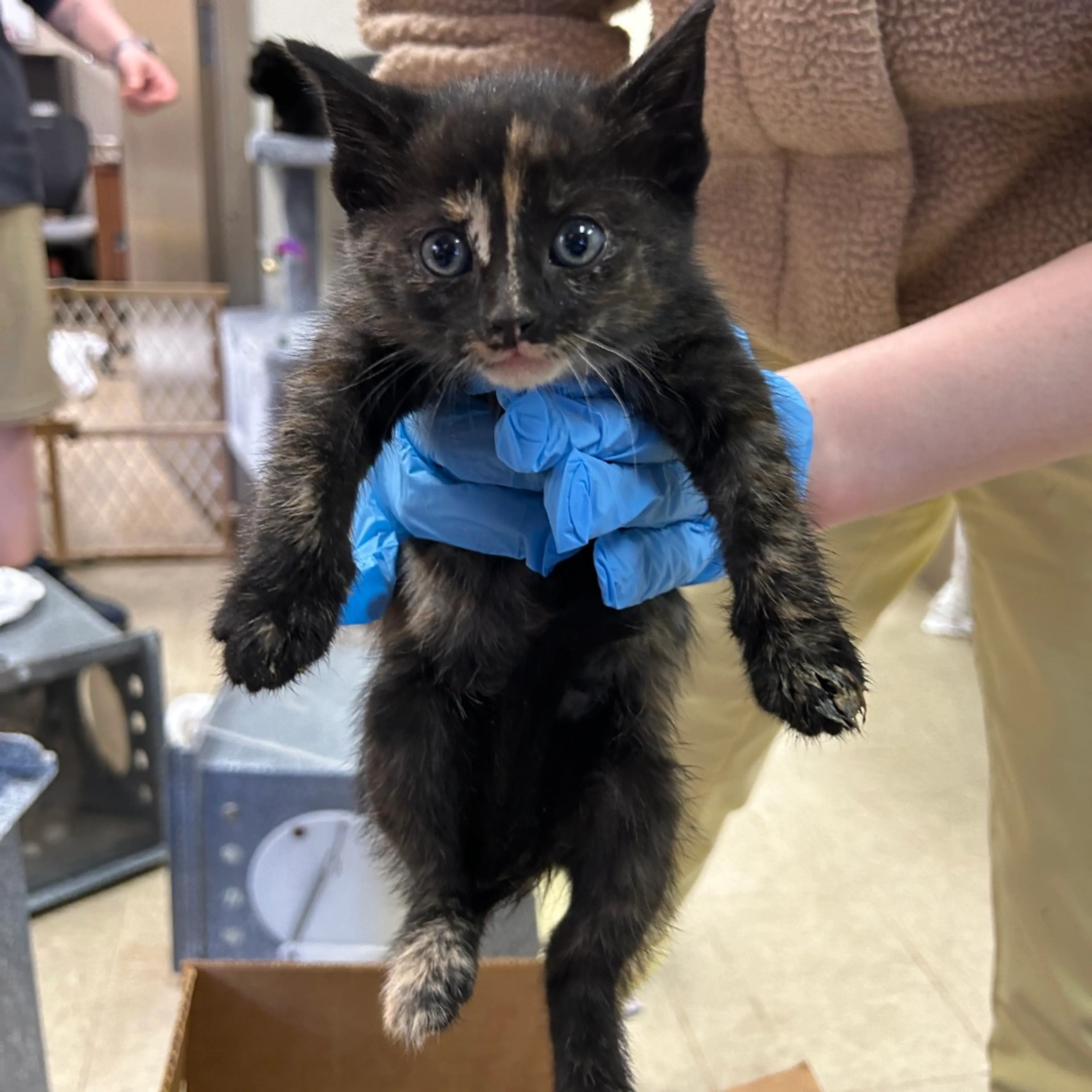 Found pet