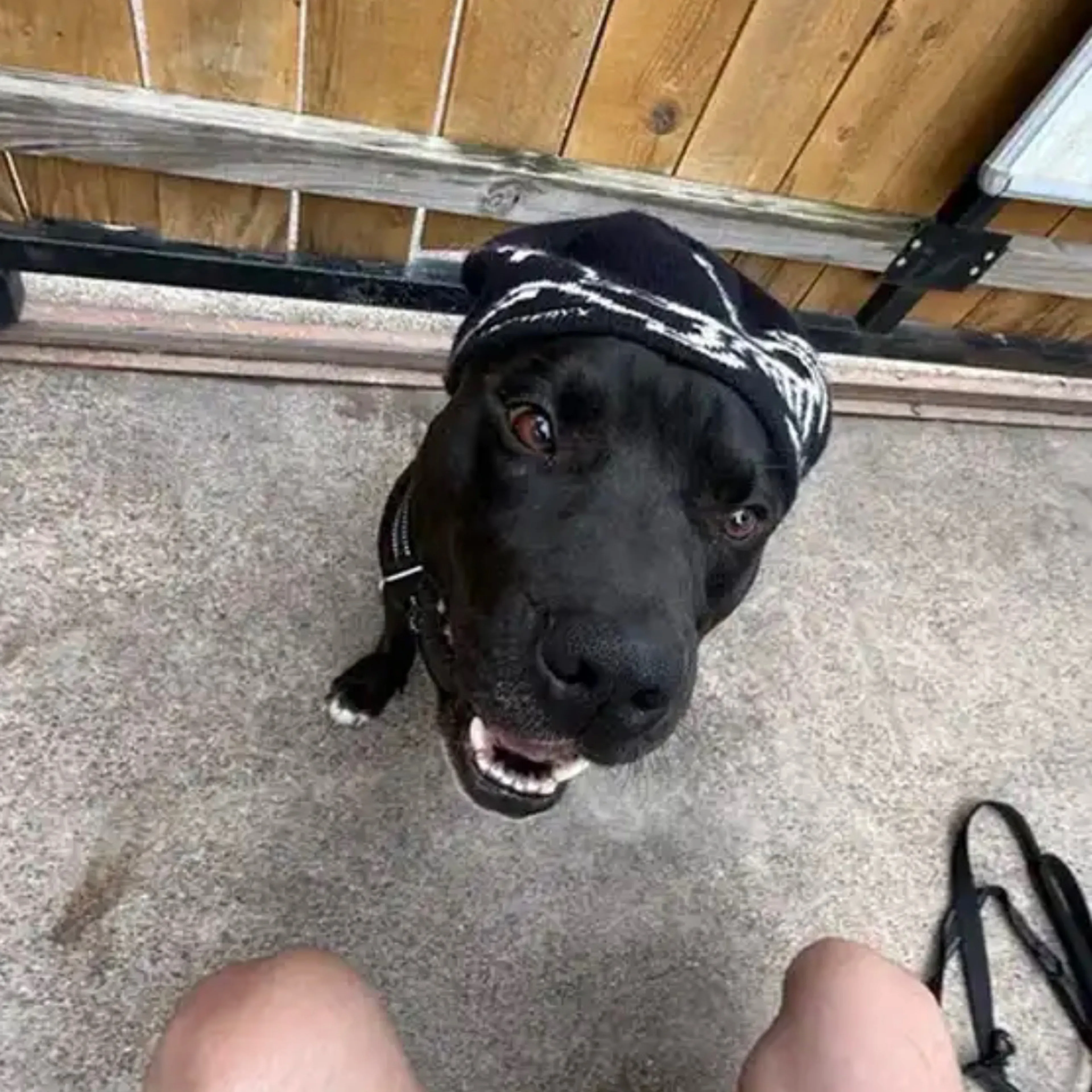 Lost pet-1