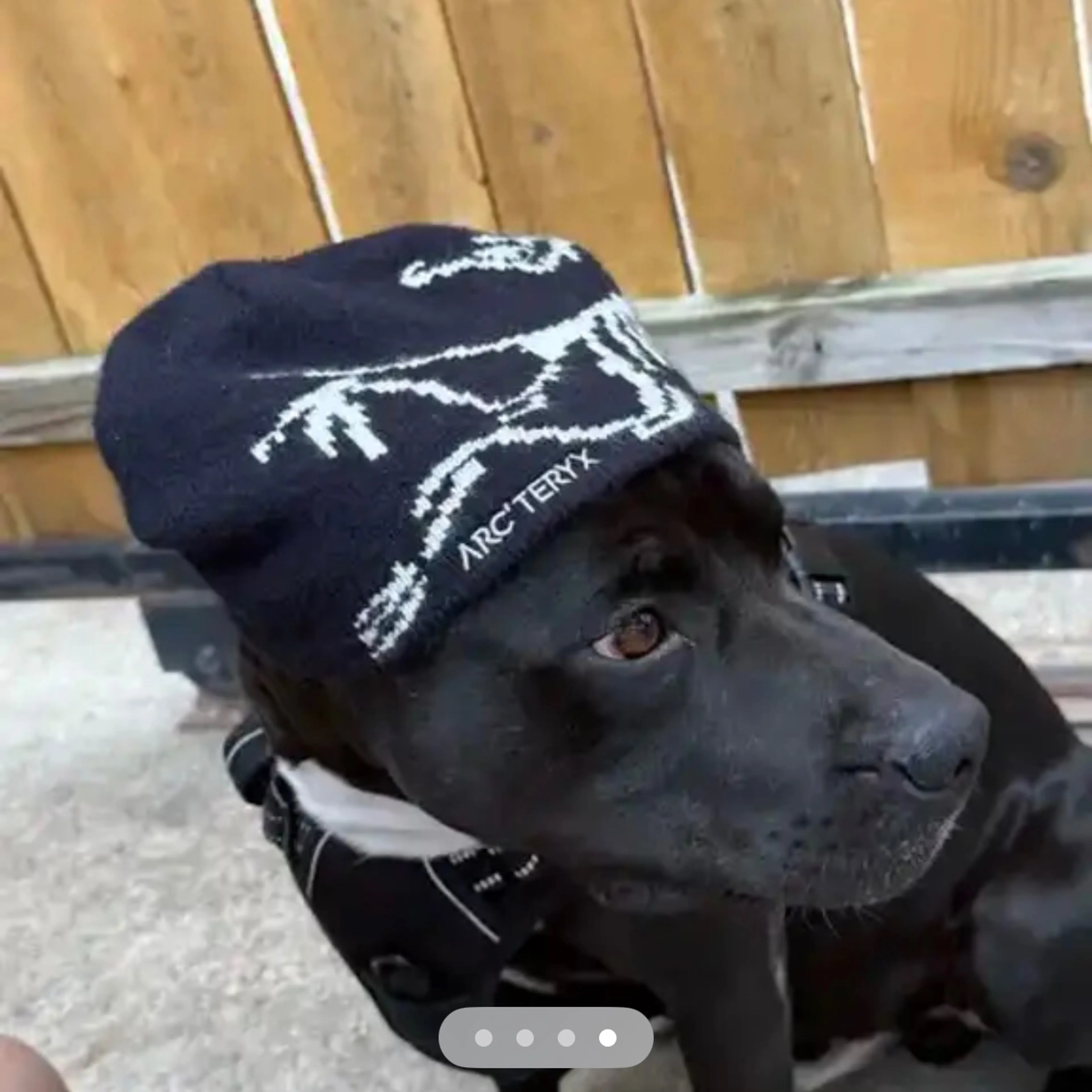 Lost pet-3