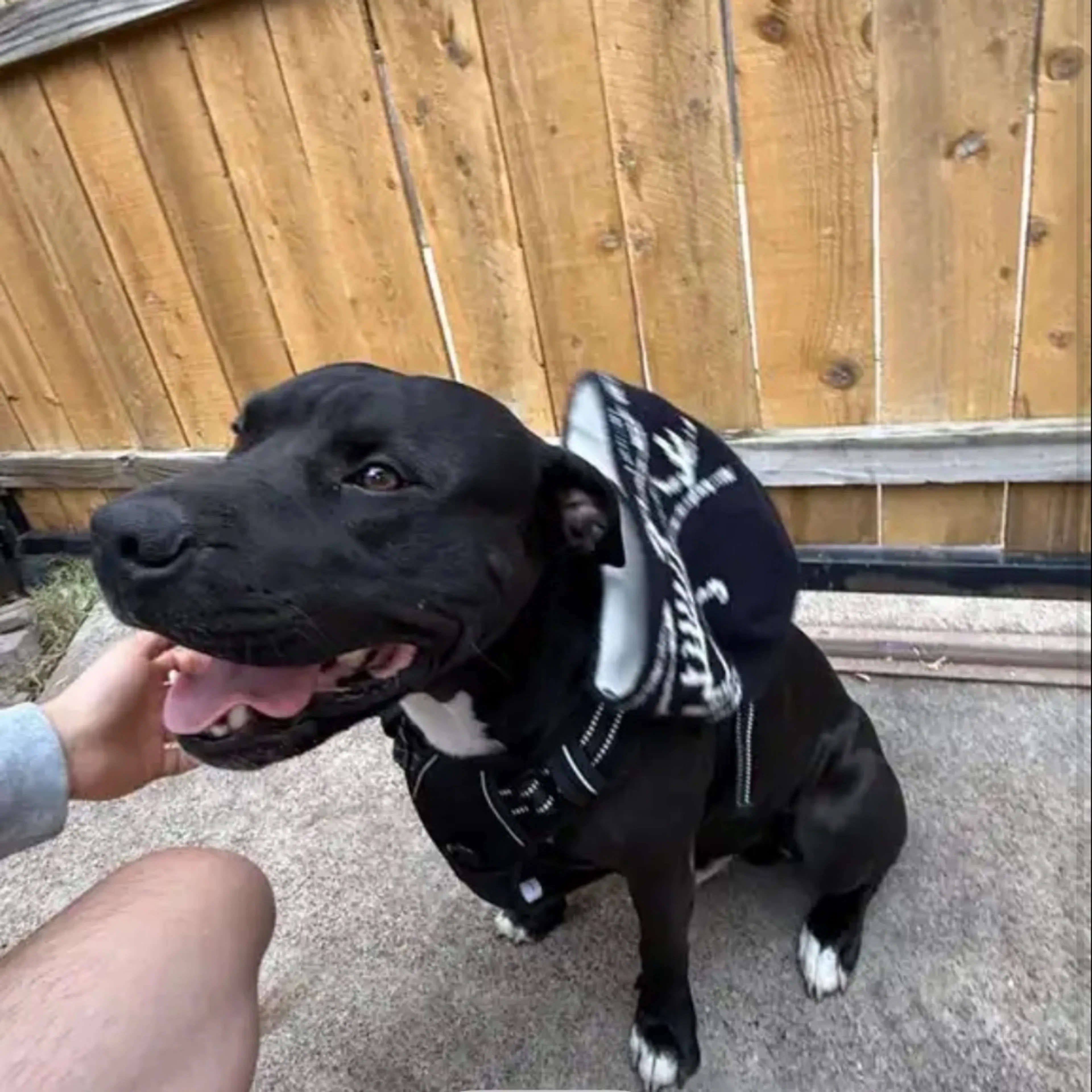 Lost pet-0
