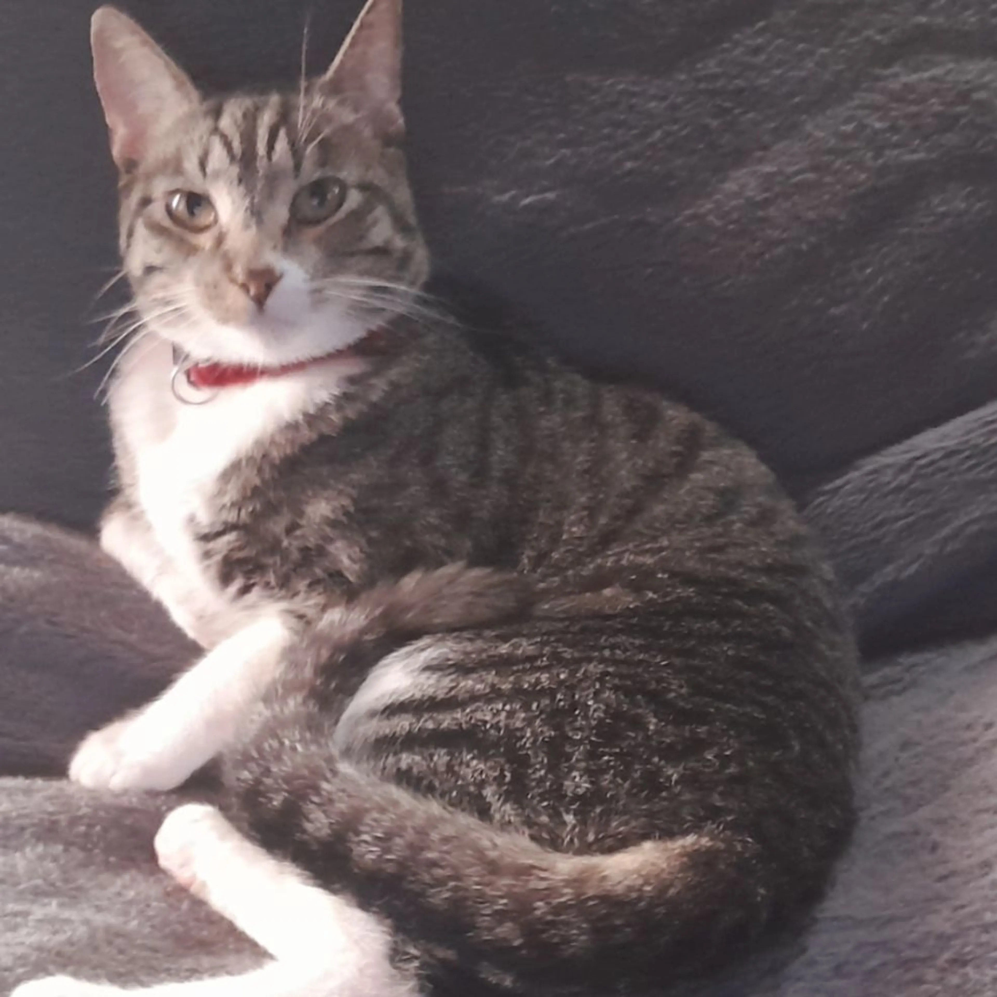 Lost pet