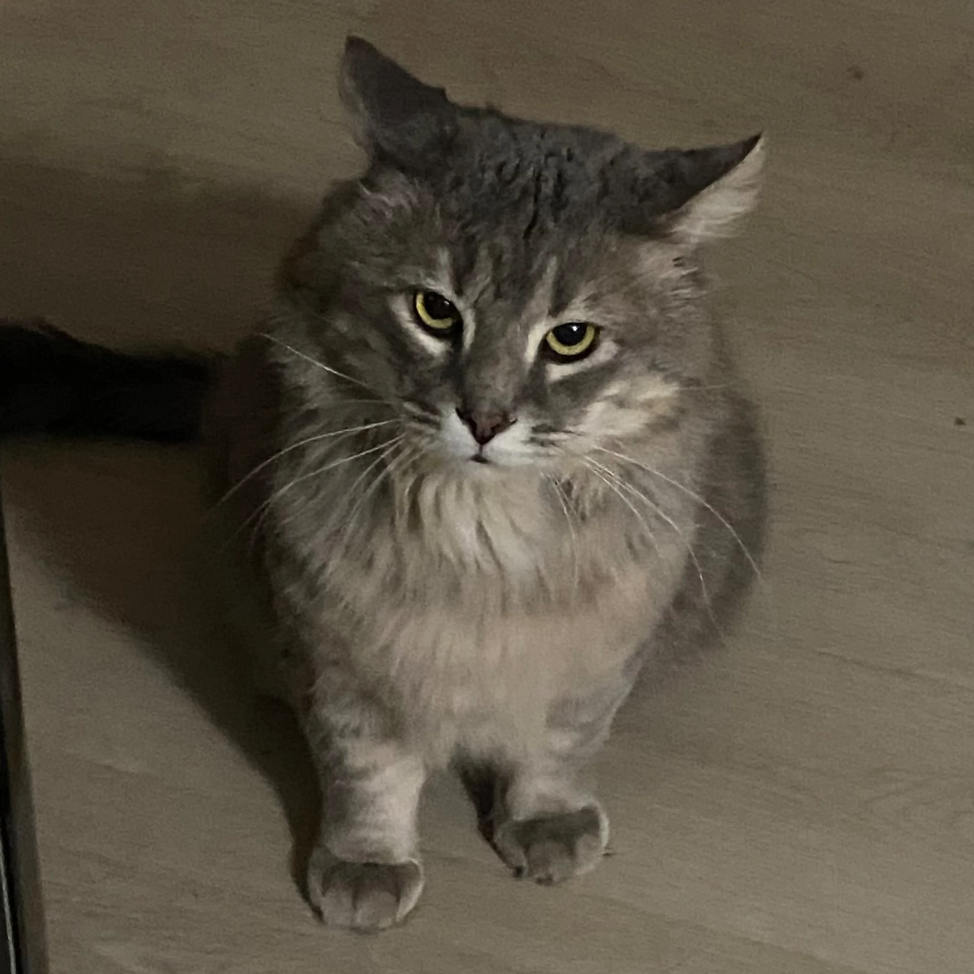 Lost pet-2