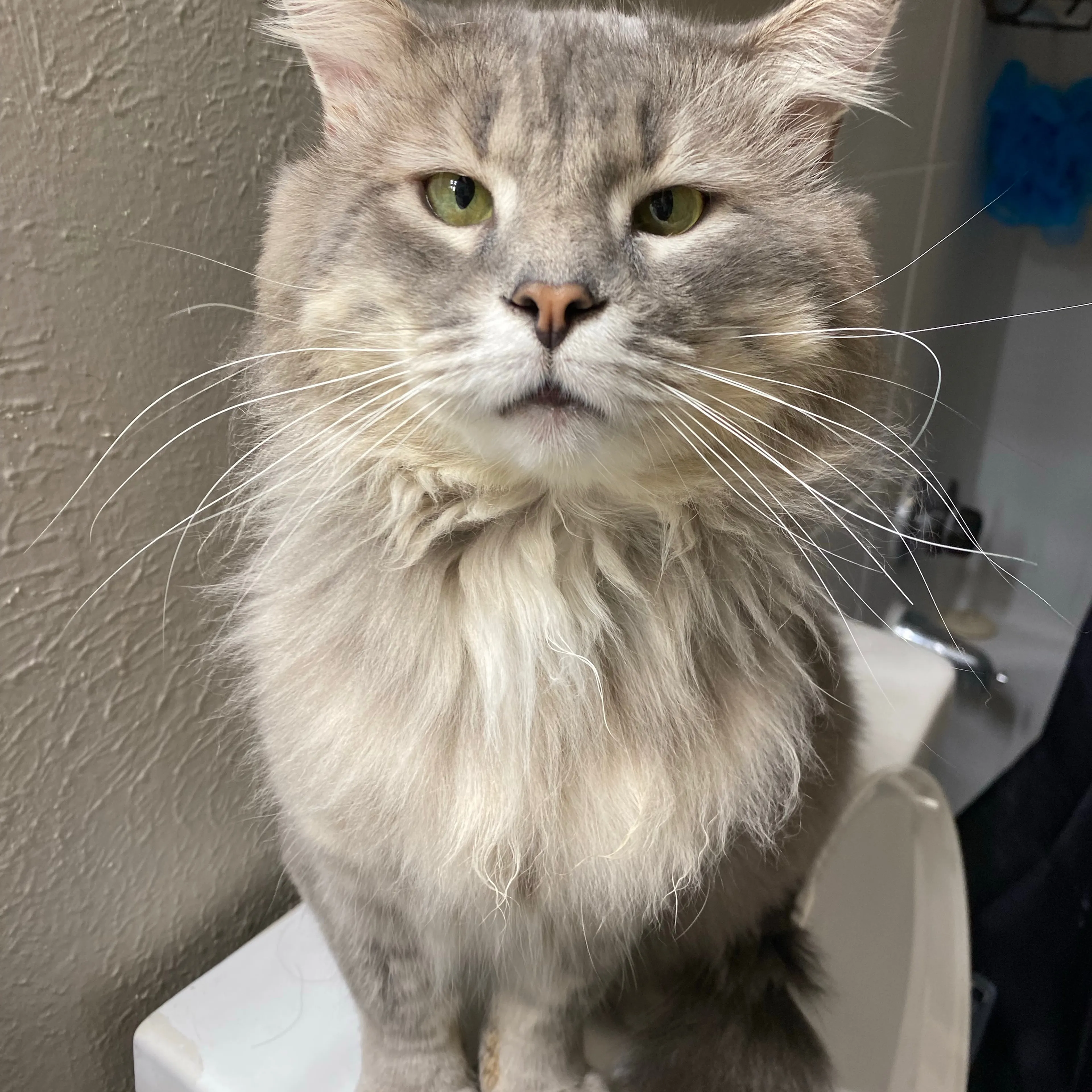 Lost pet-1