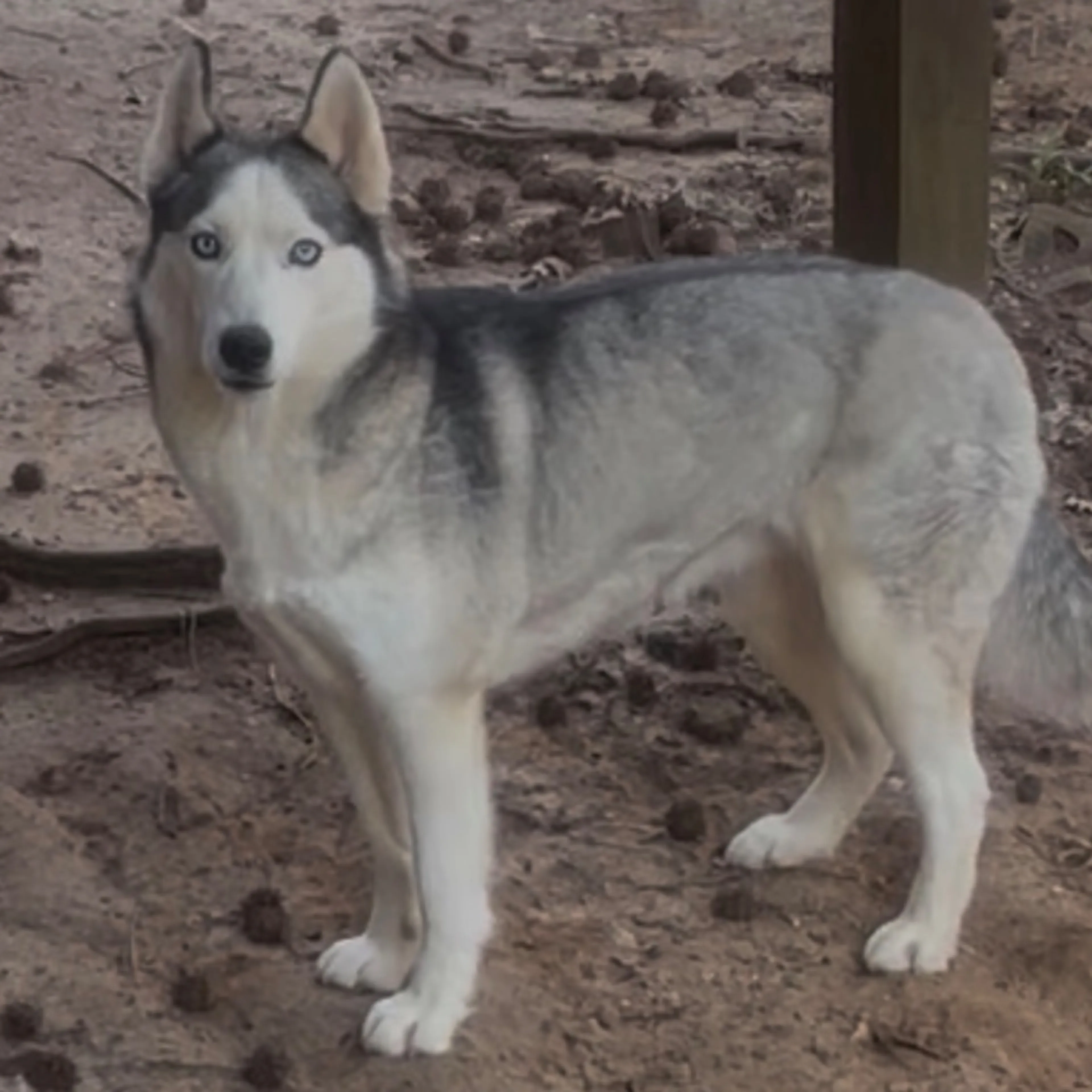 Lost pet