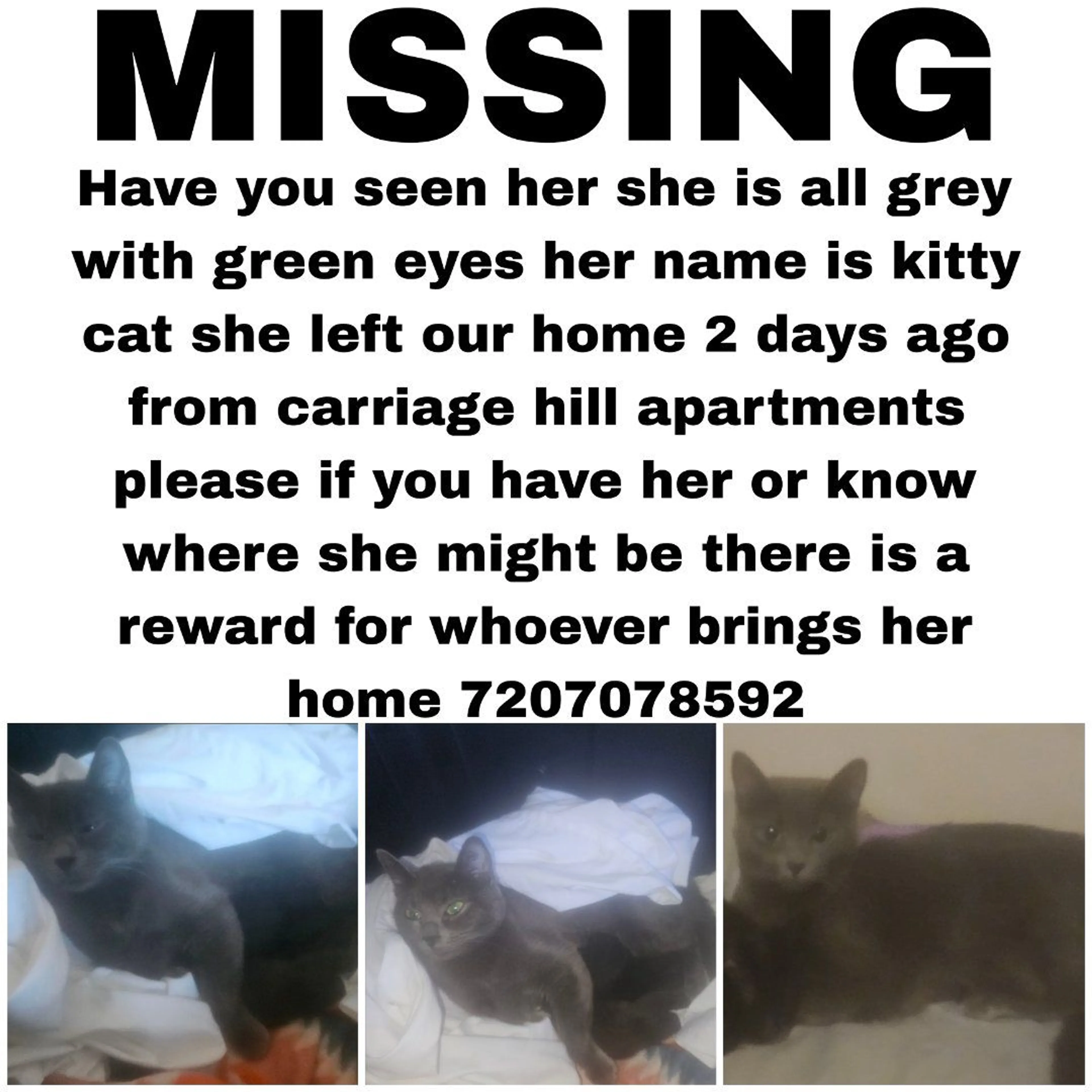 Lost pet