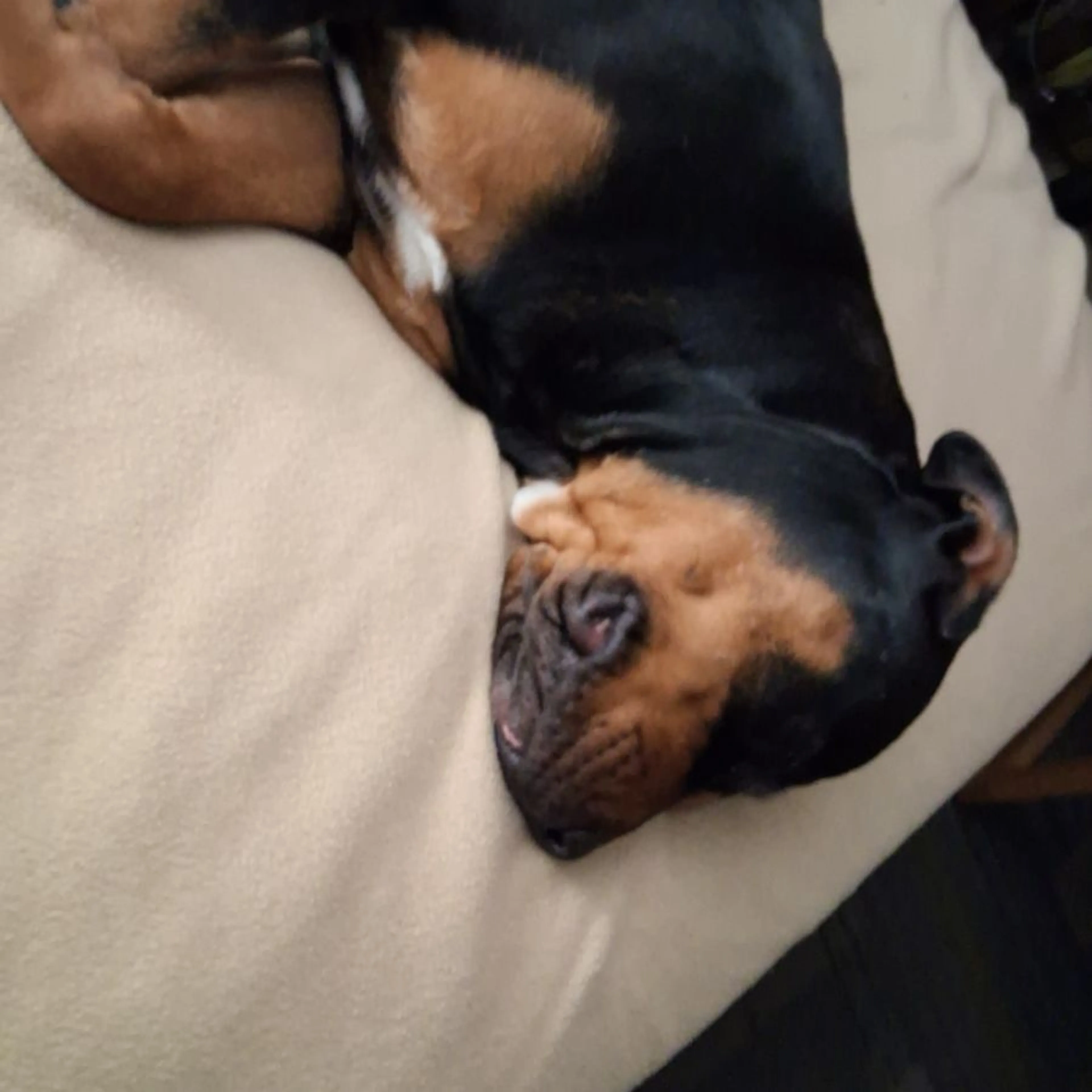 Lost pet
