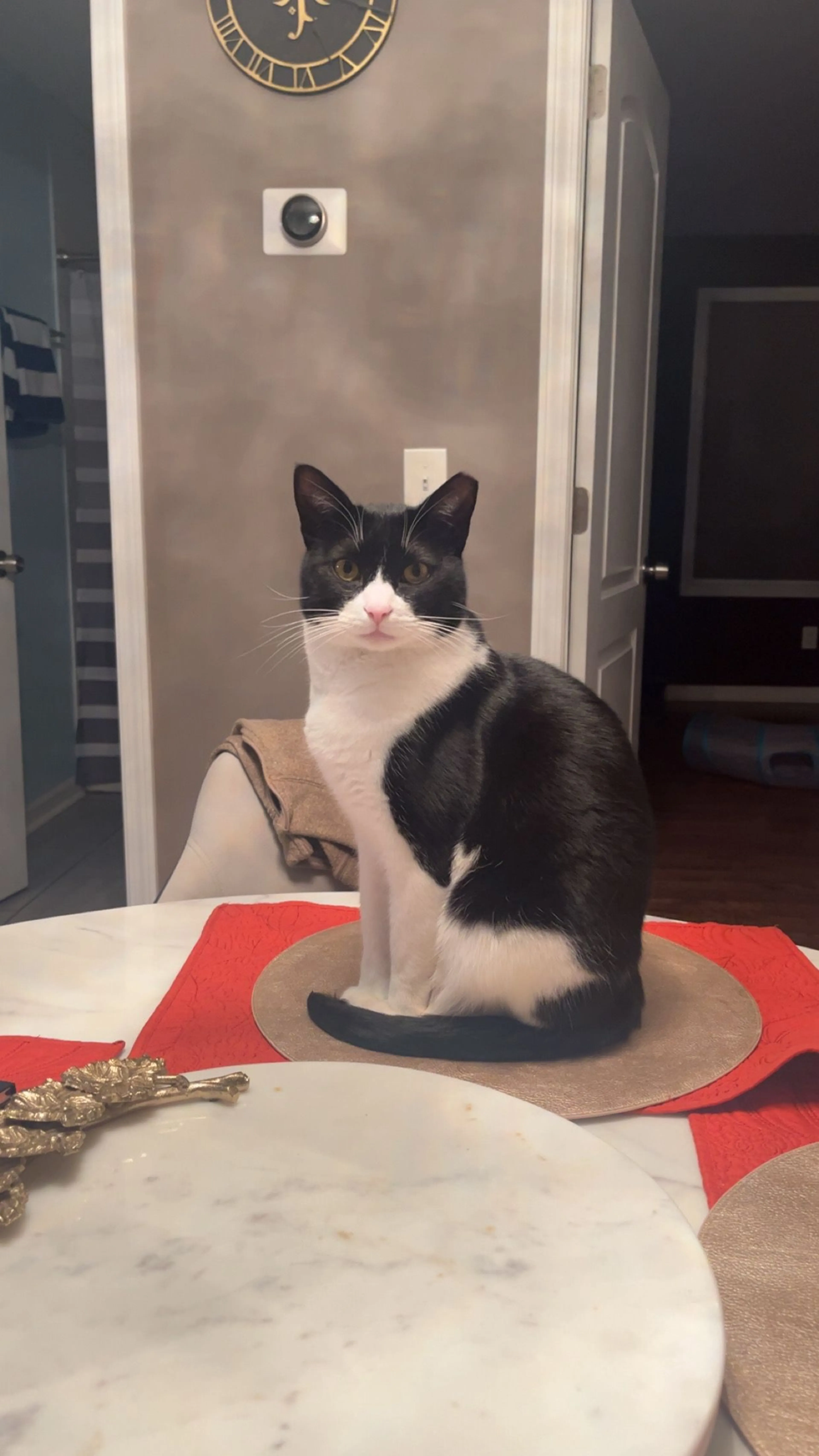Lost pet