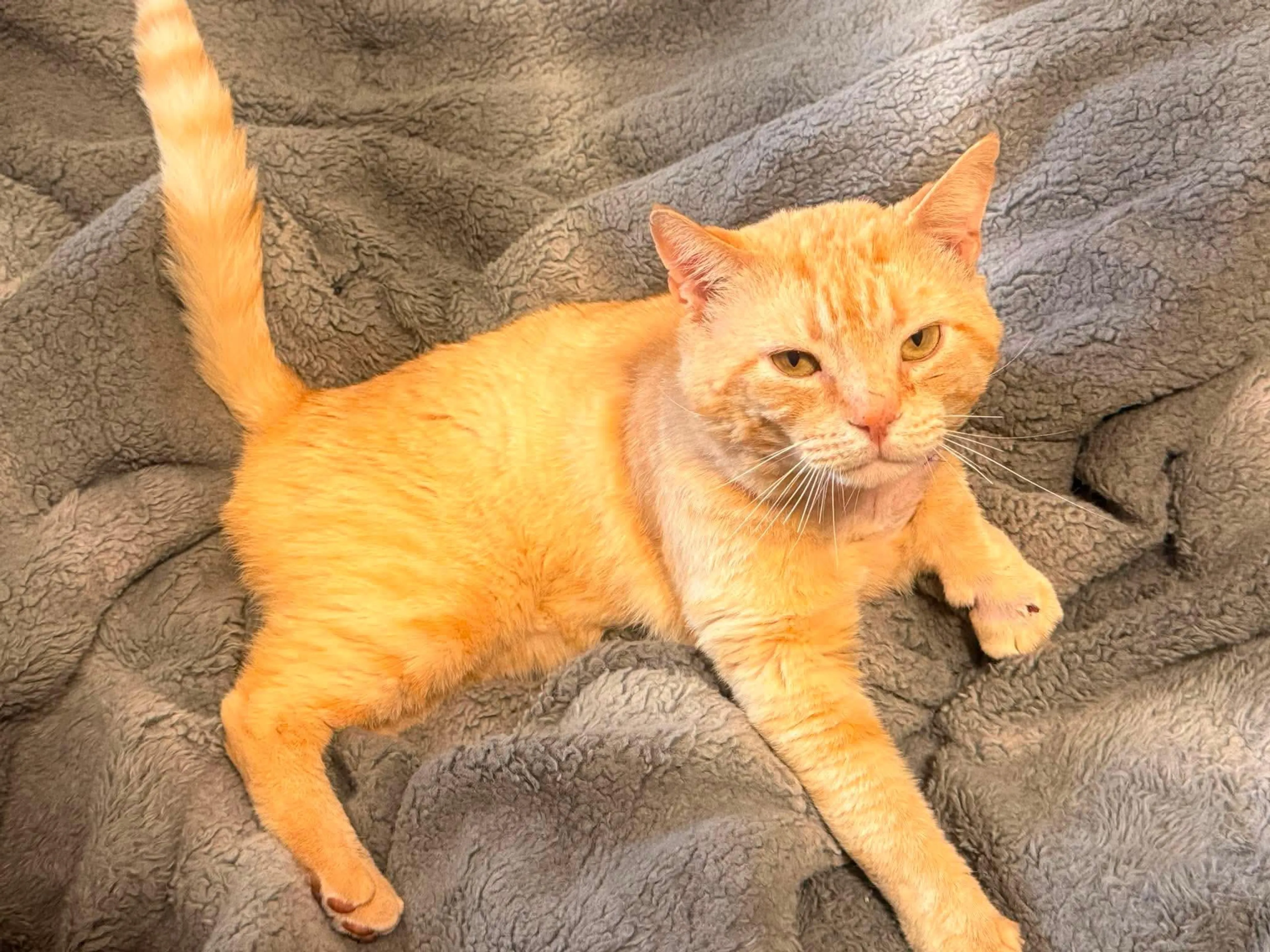 Found pet-4