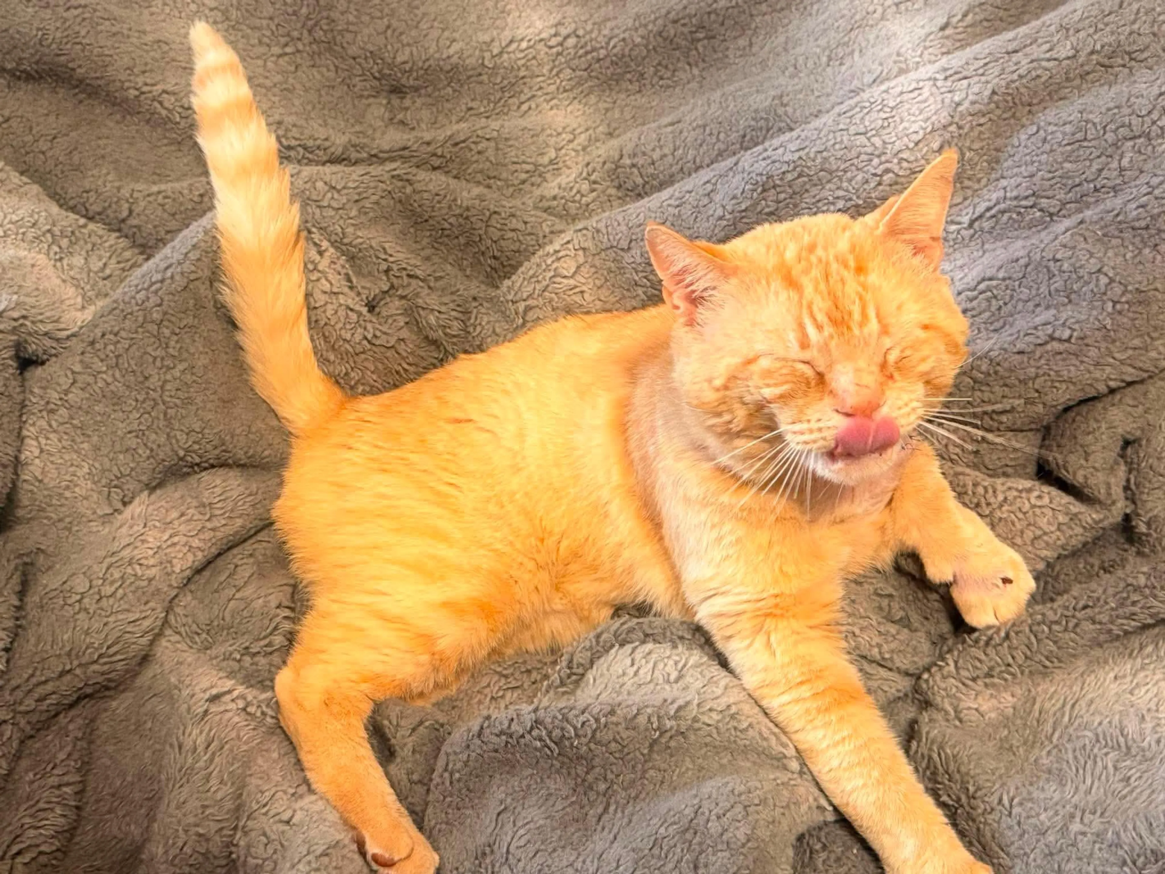 Found pet-2