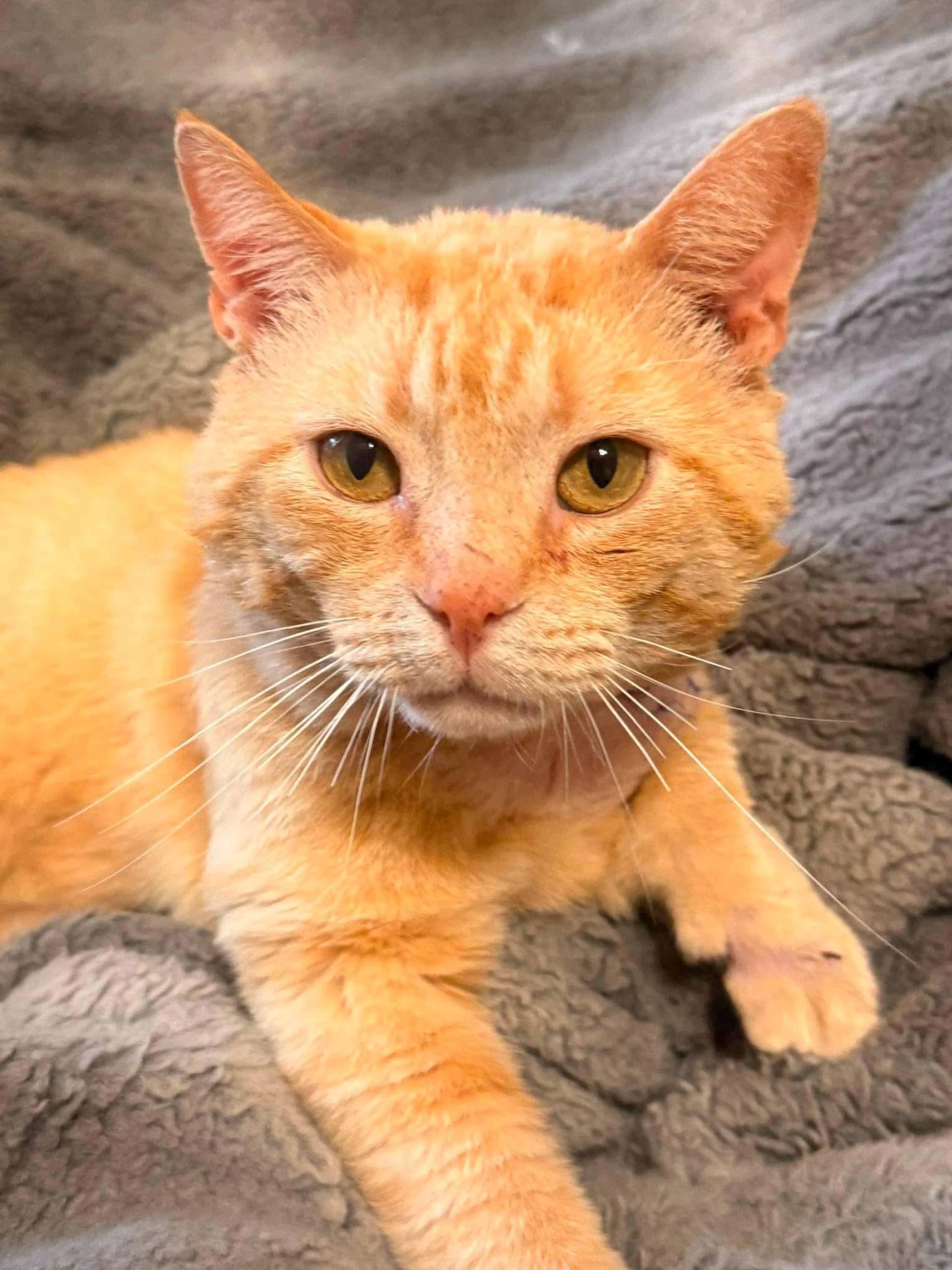 Found pet-0