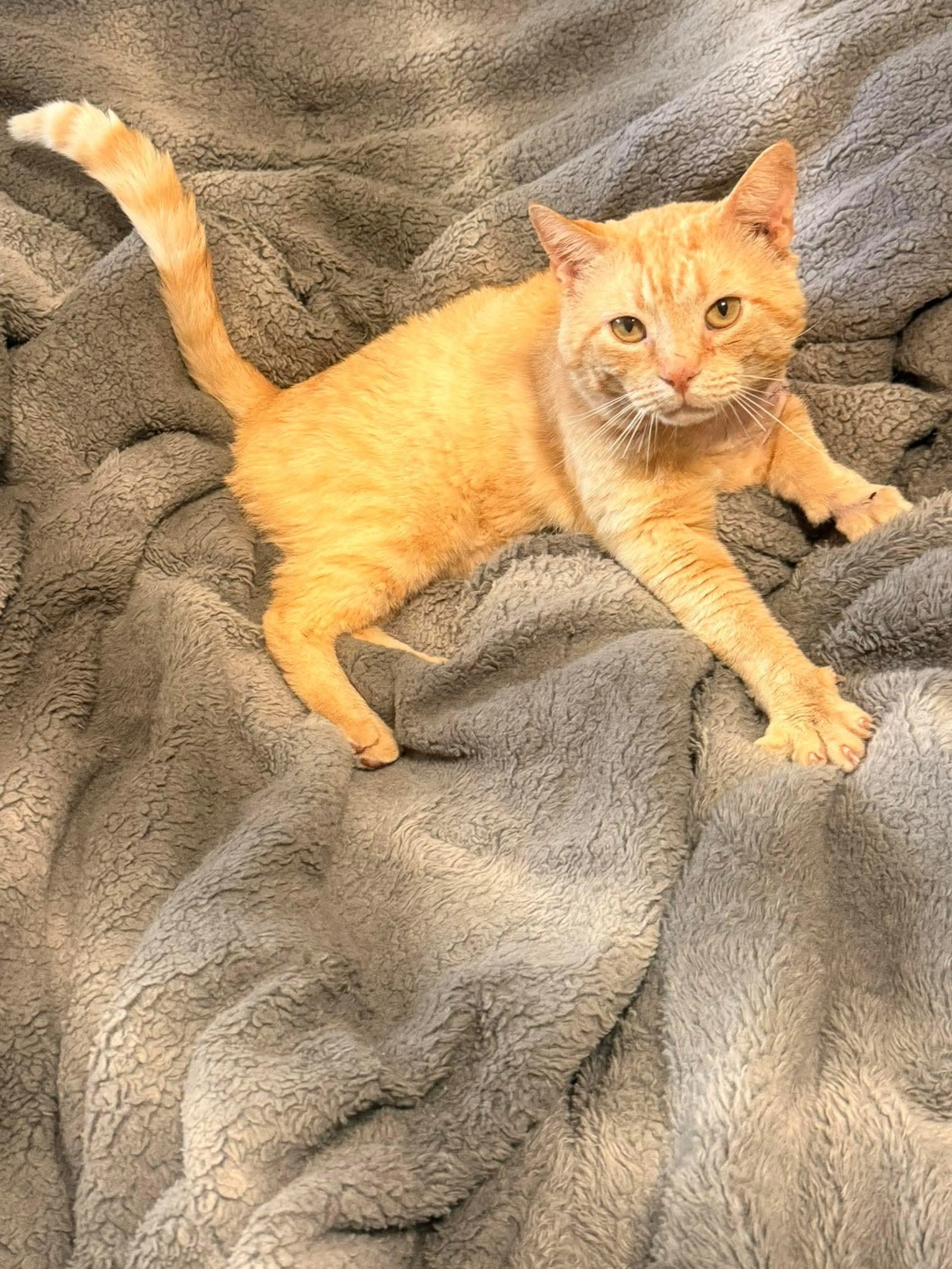 Found pet-3