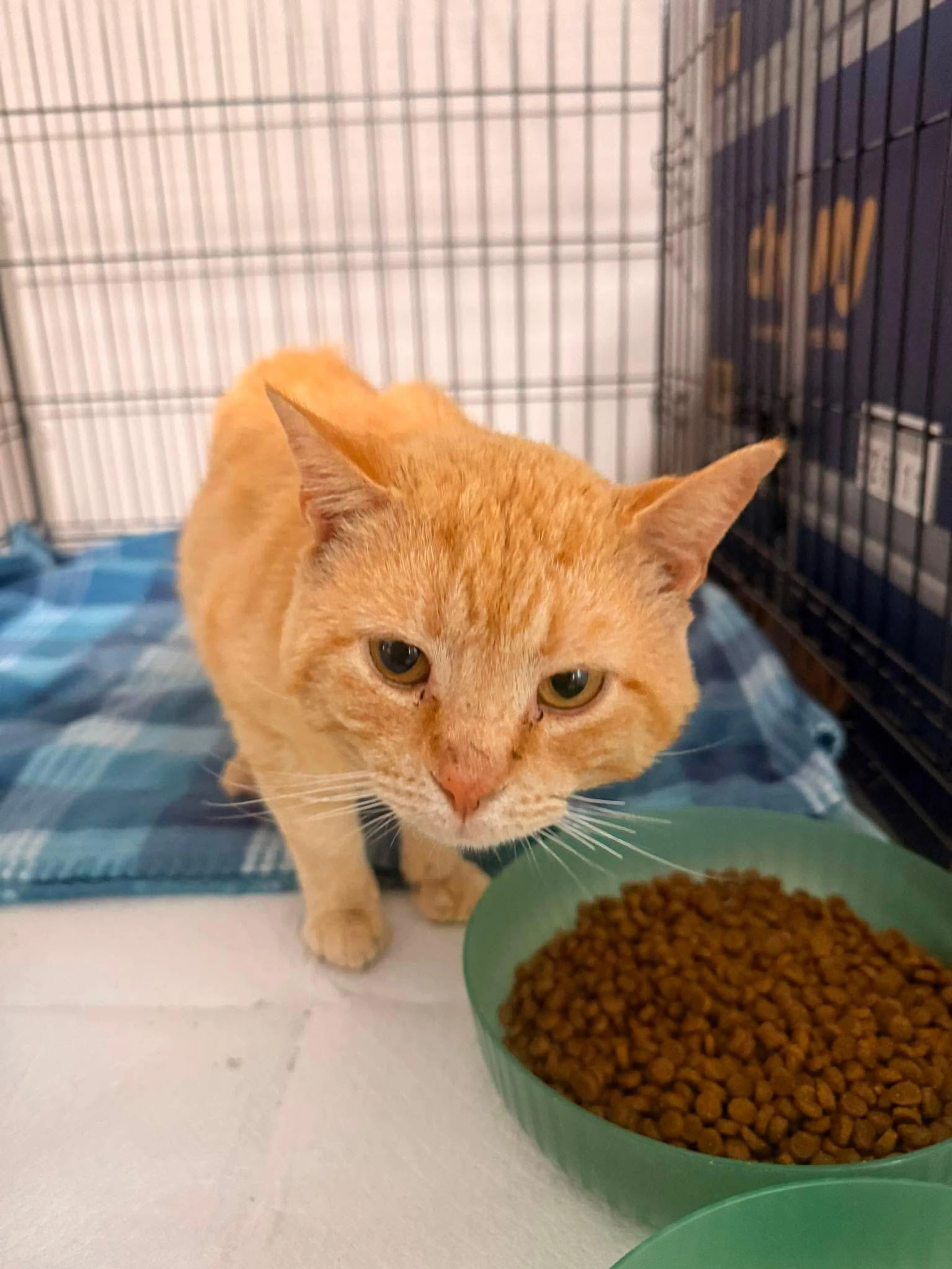 Found pet-1