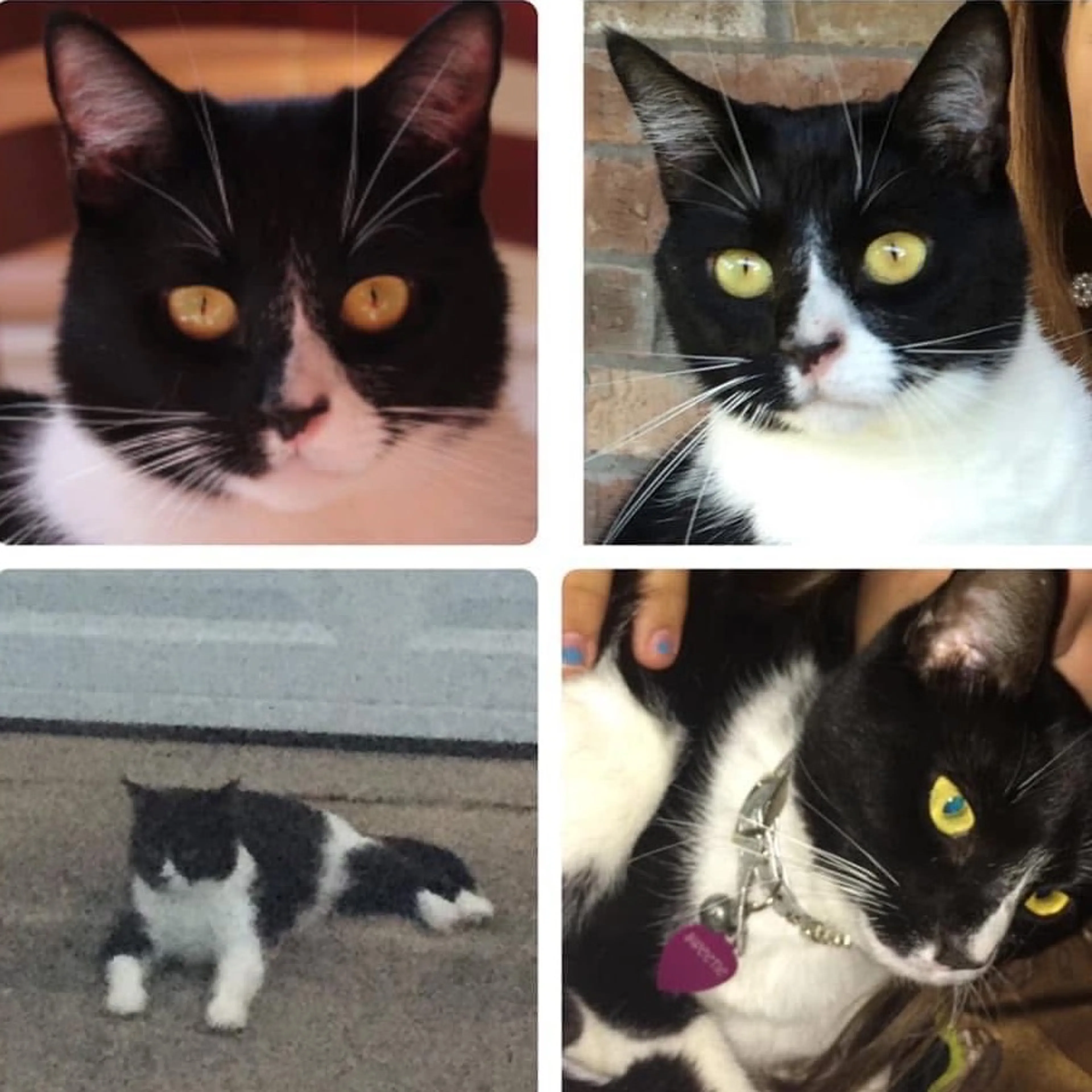 Lost pet