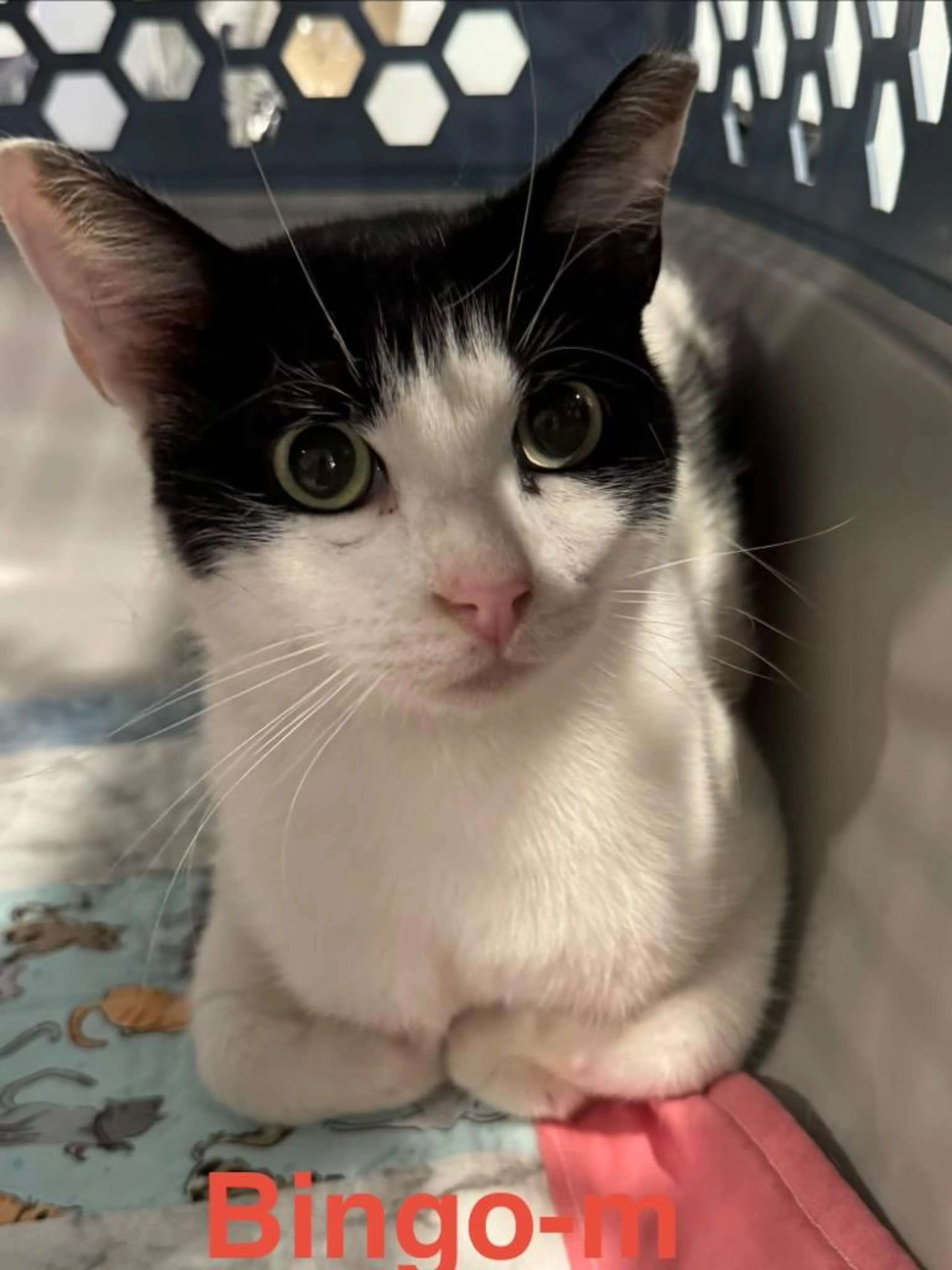 Found pet