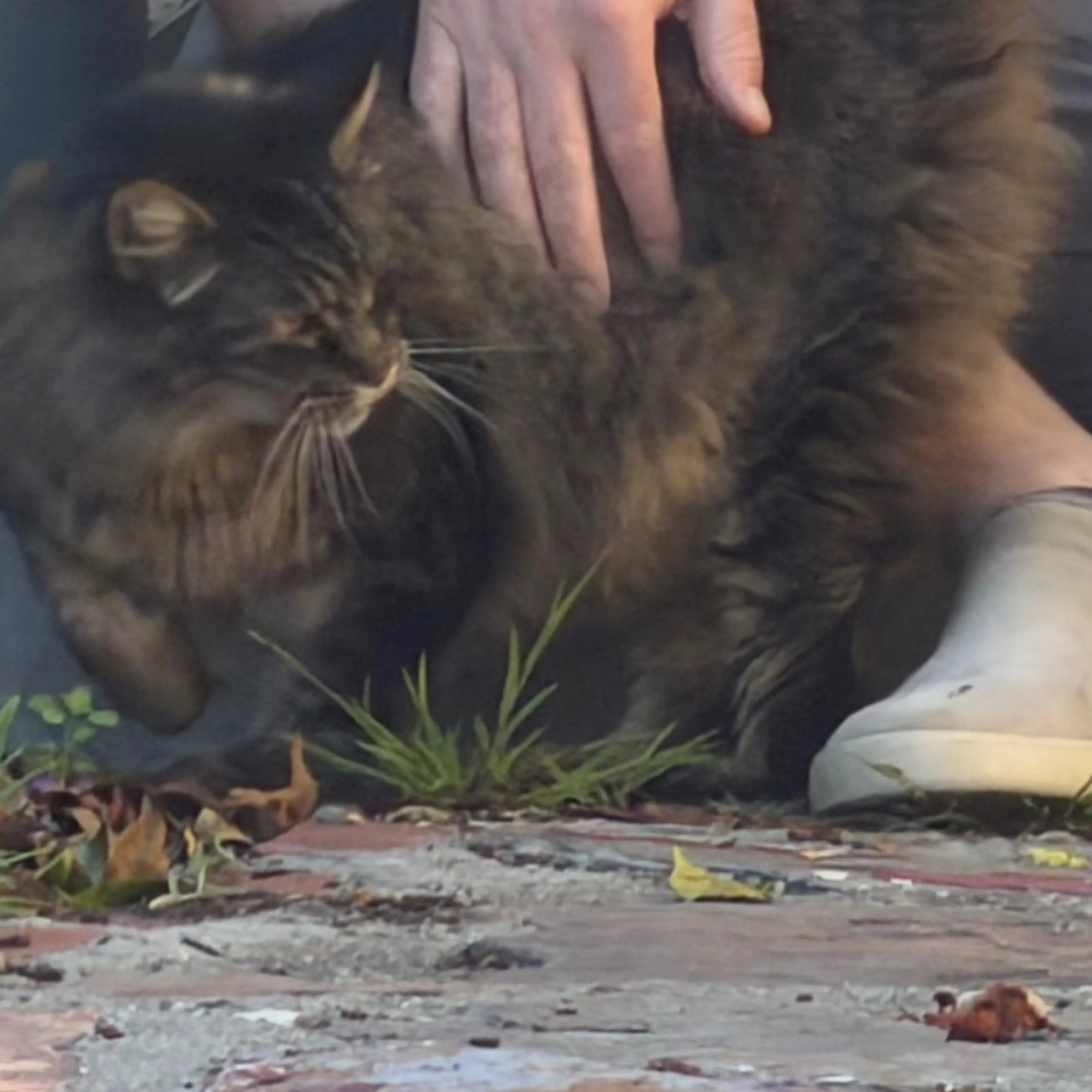 Lost pet
