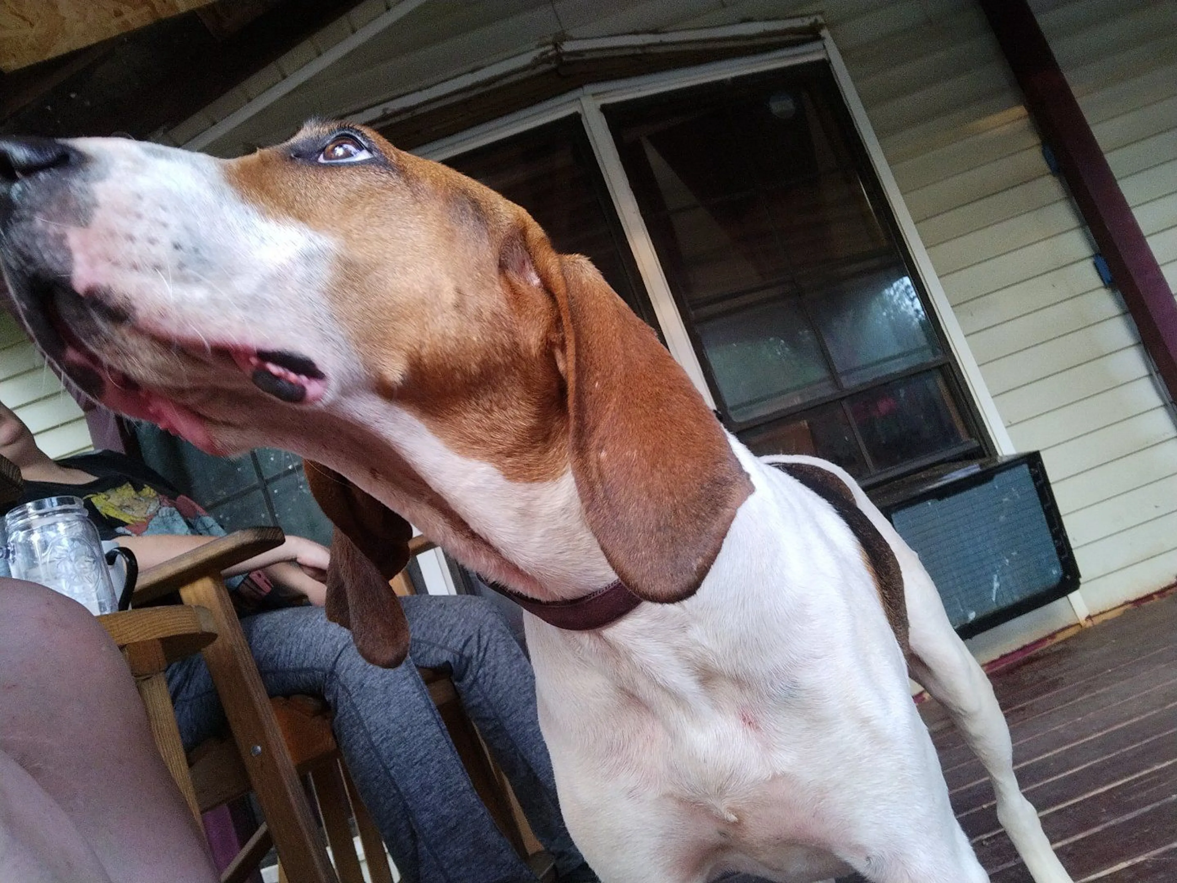 Lost pet-2