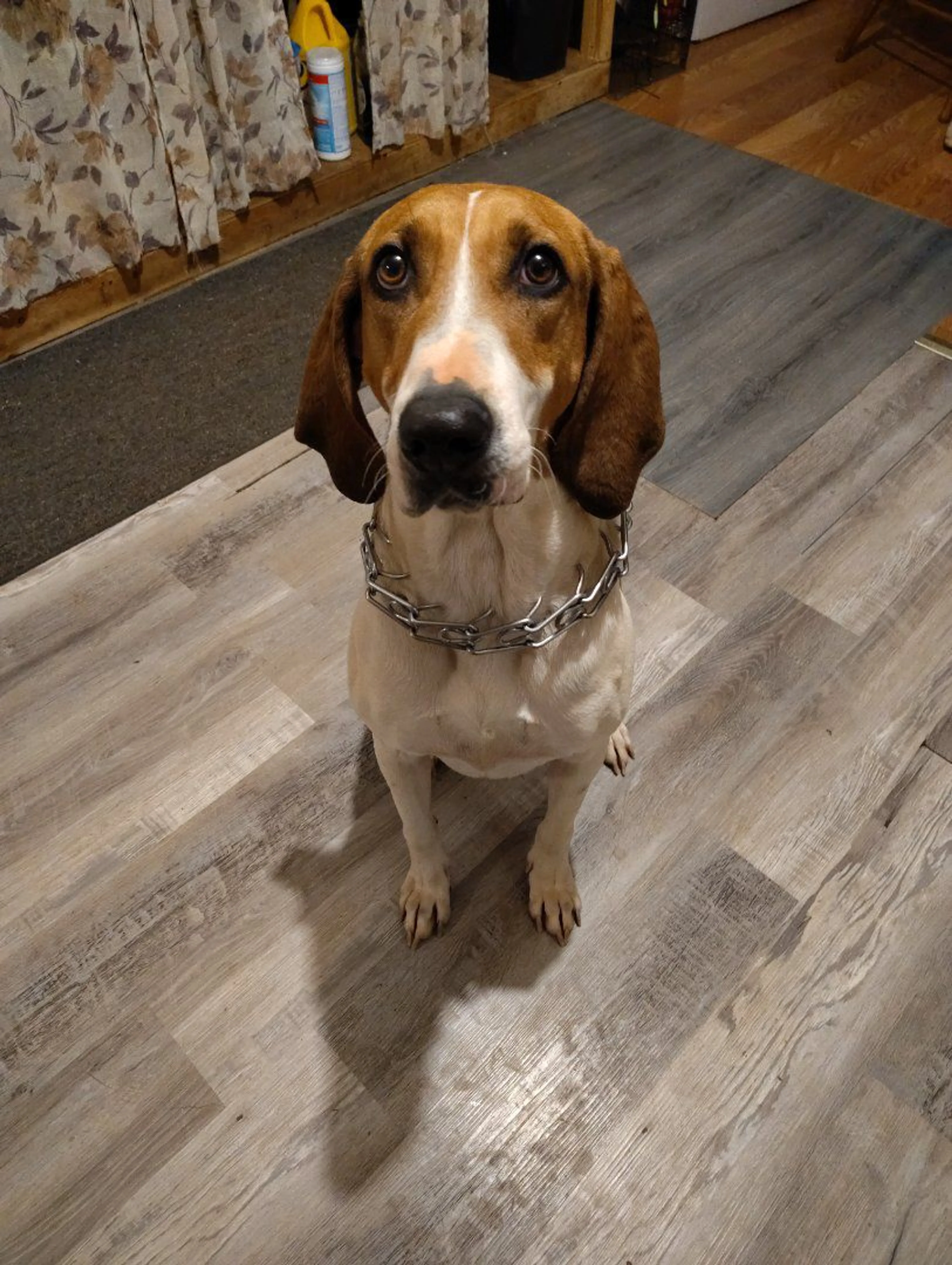 Lost pet-0