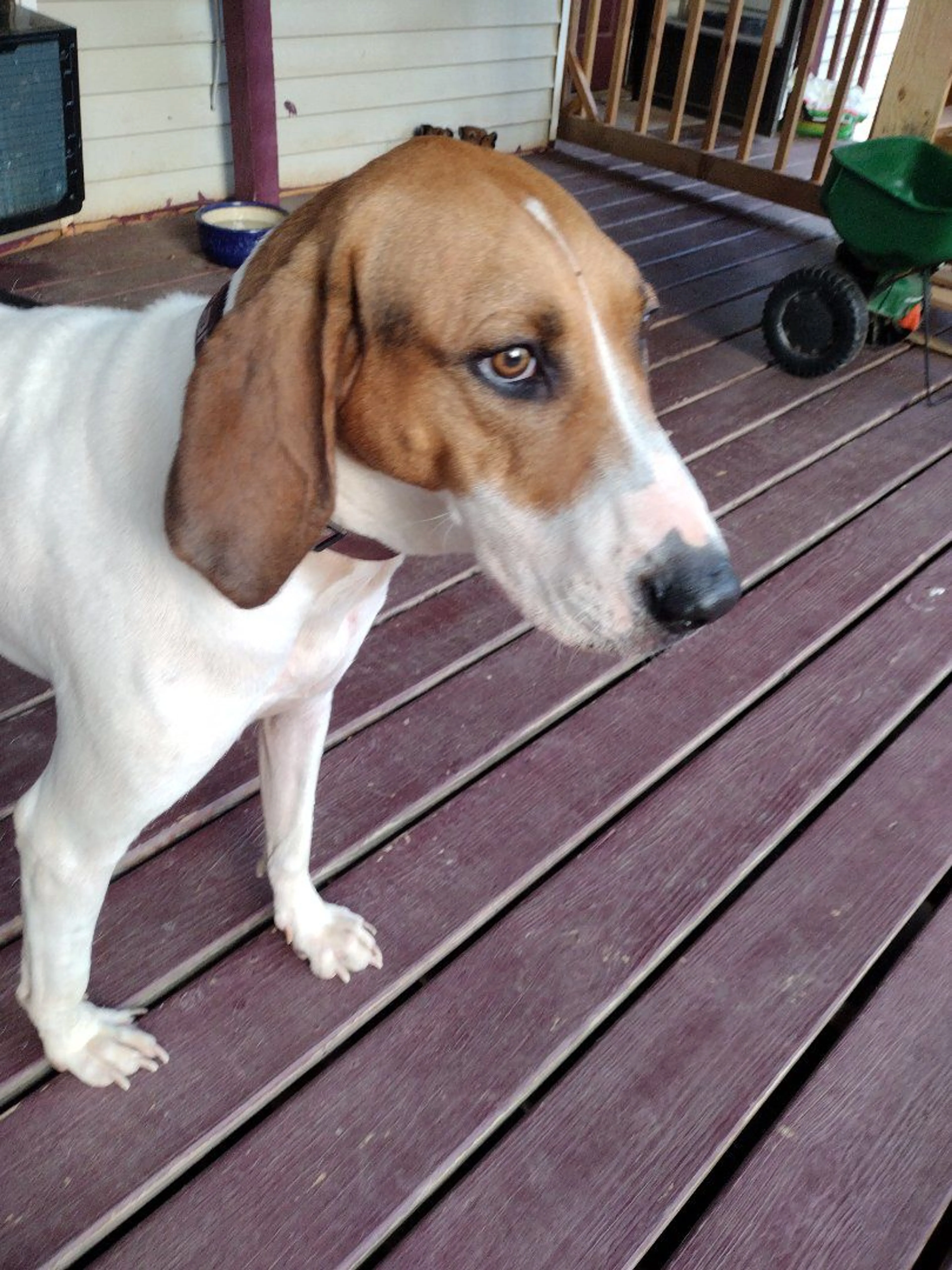 Lost pet-1
