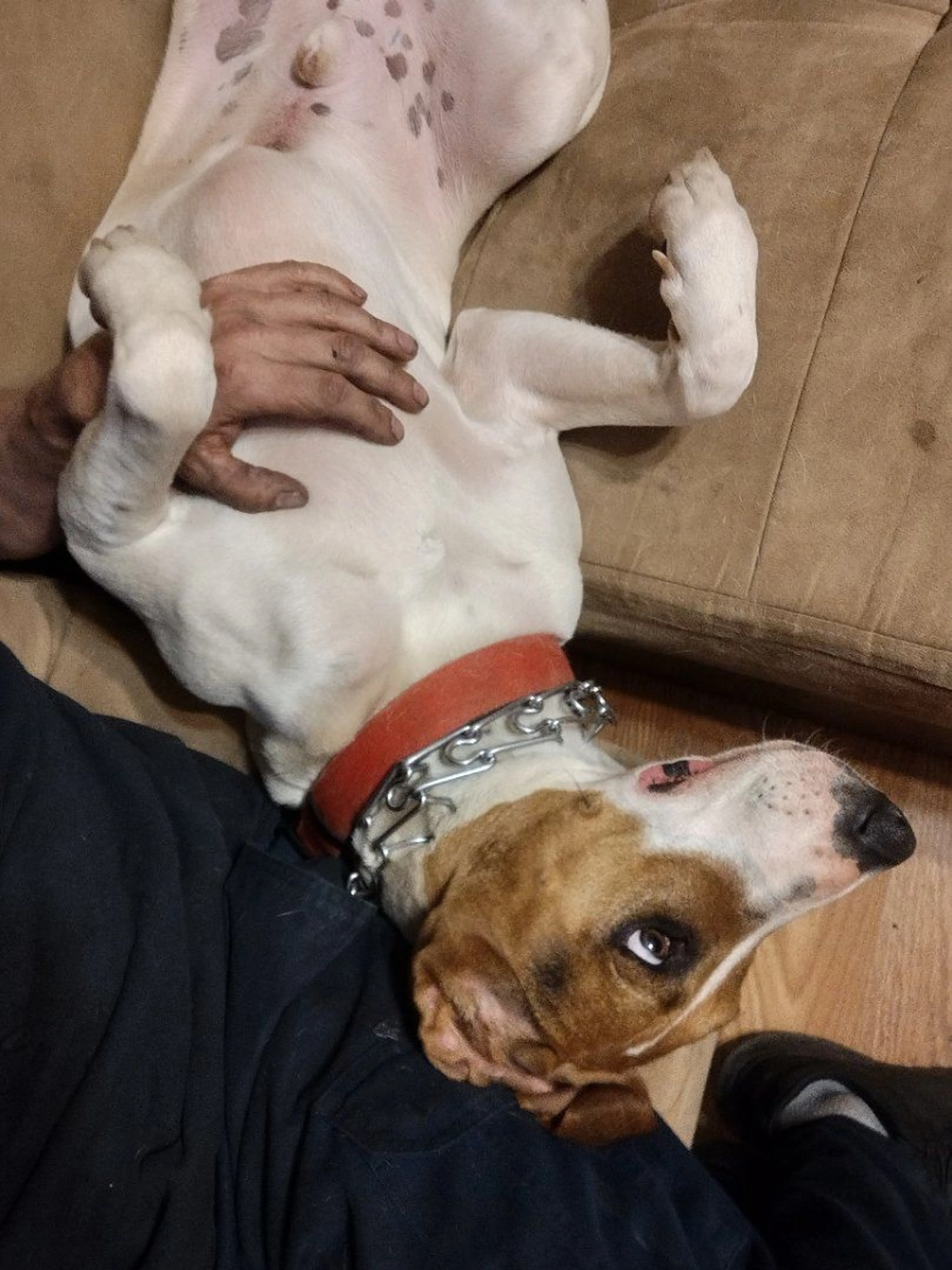 Lost pet-3
