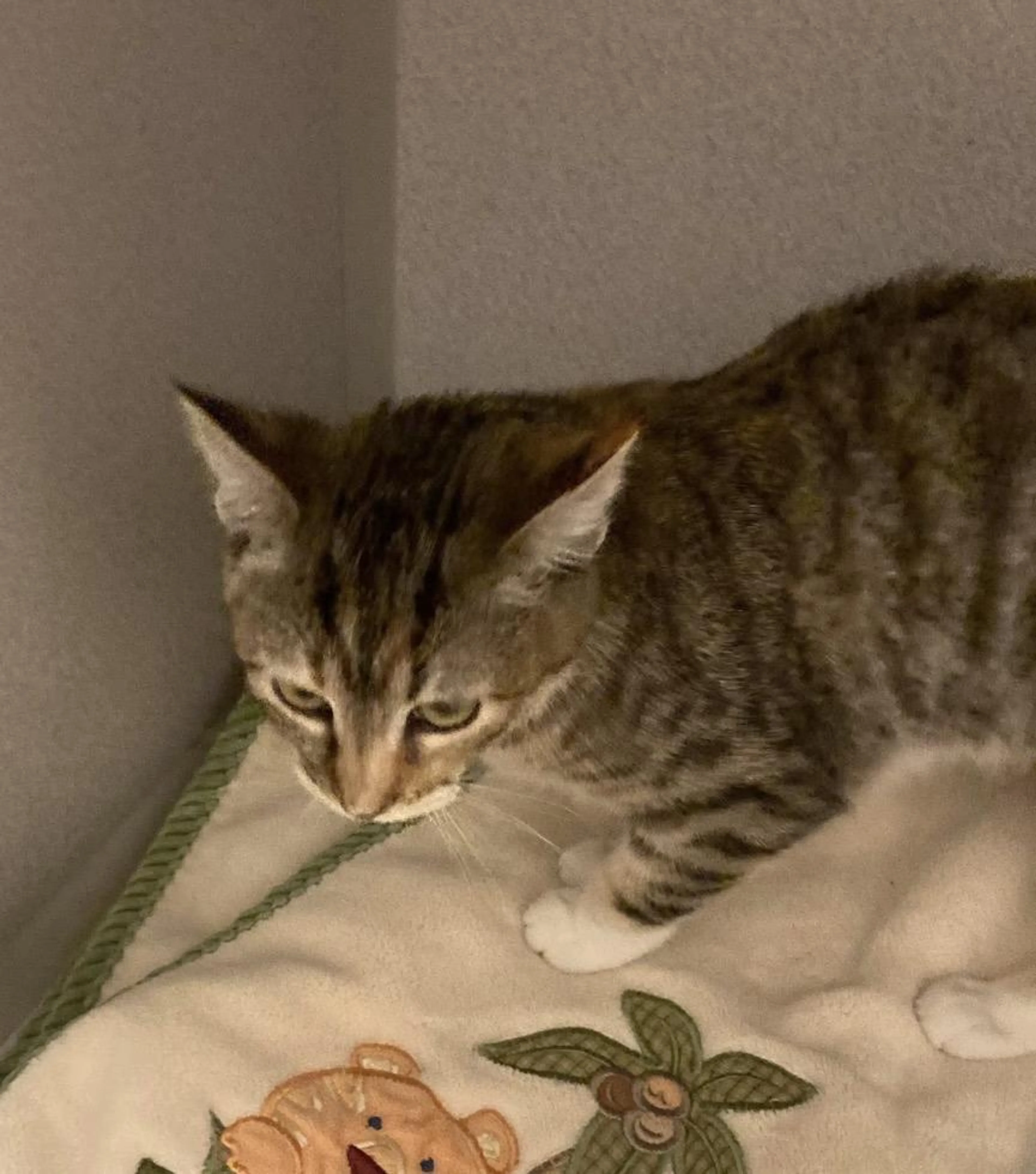Found pet-0