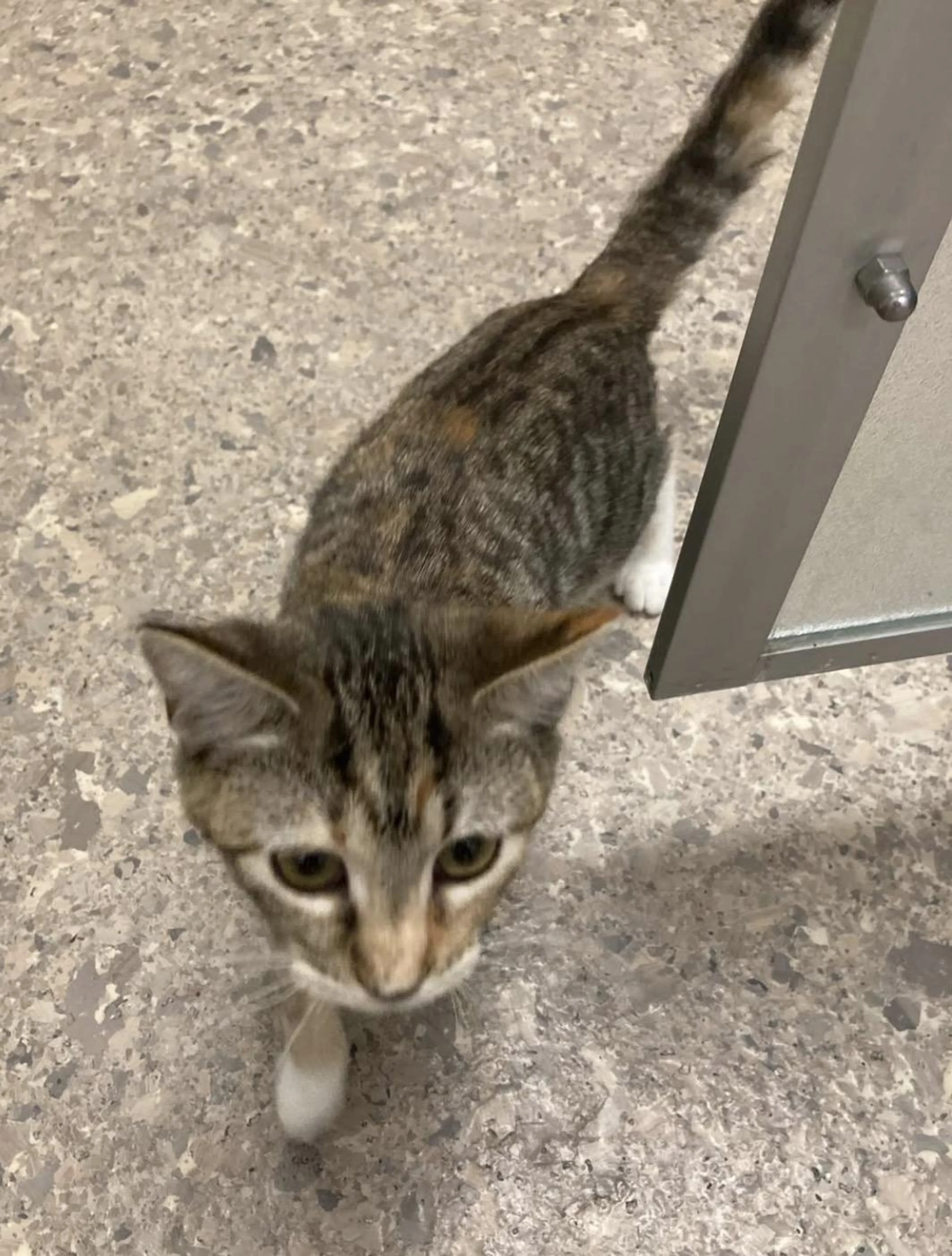 Found pet-1