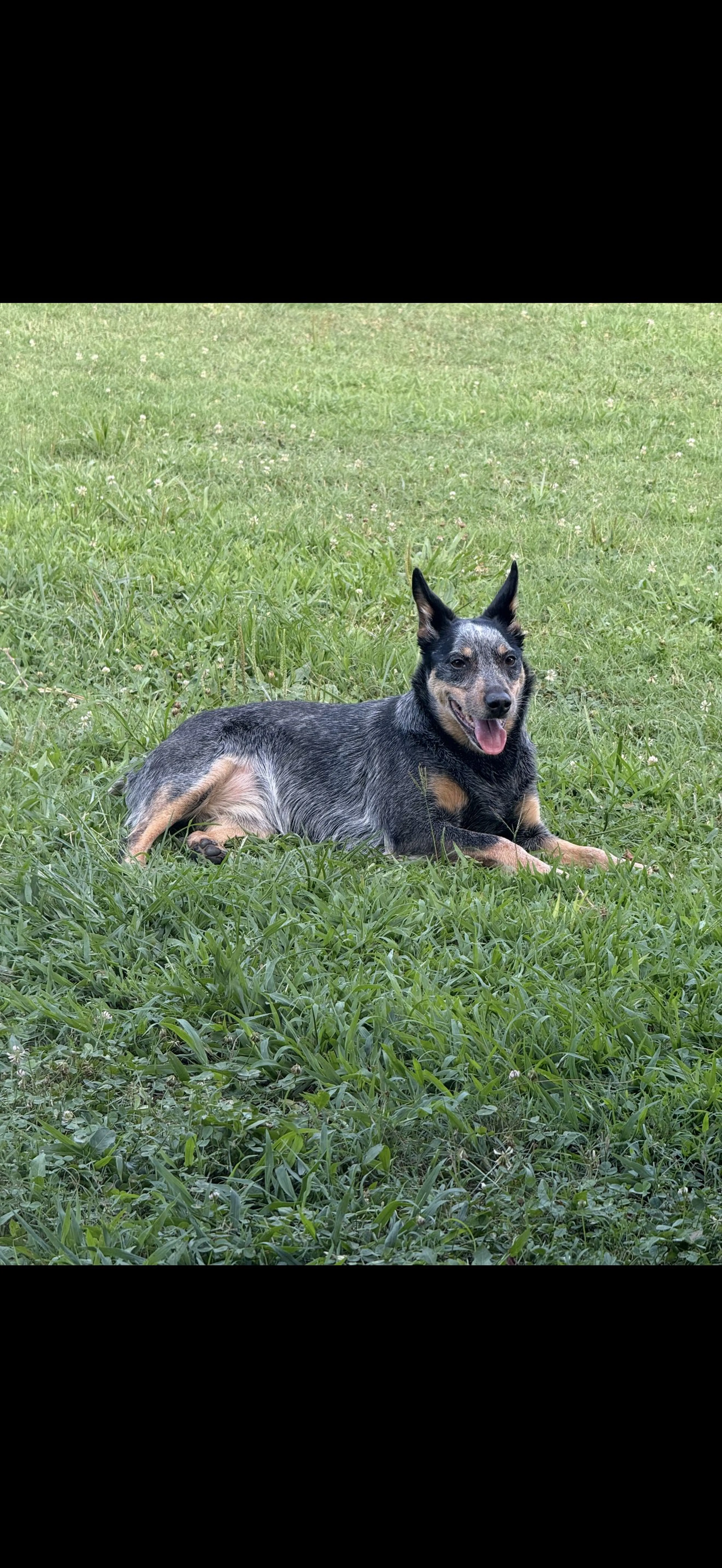 Lost pet-0
