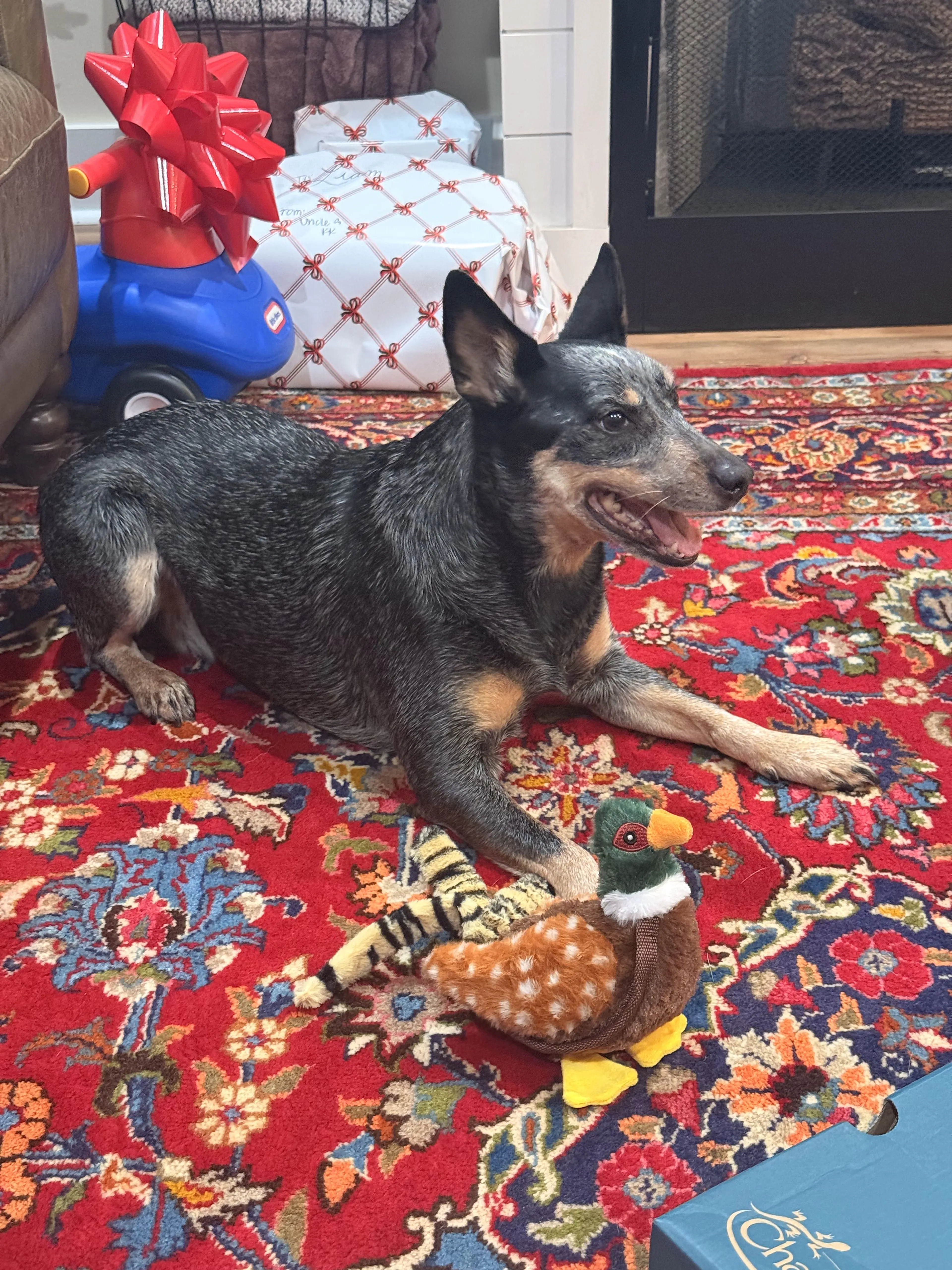 Lost pet-2