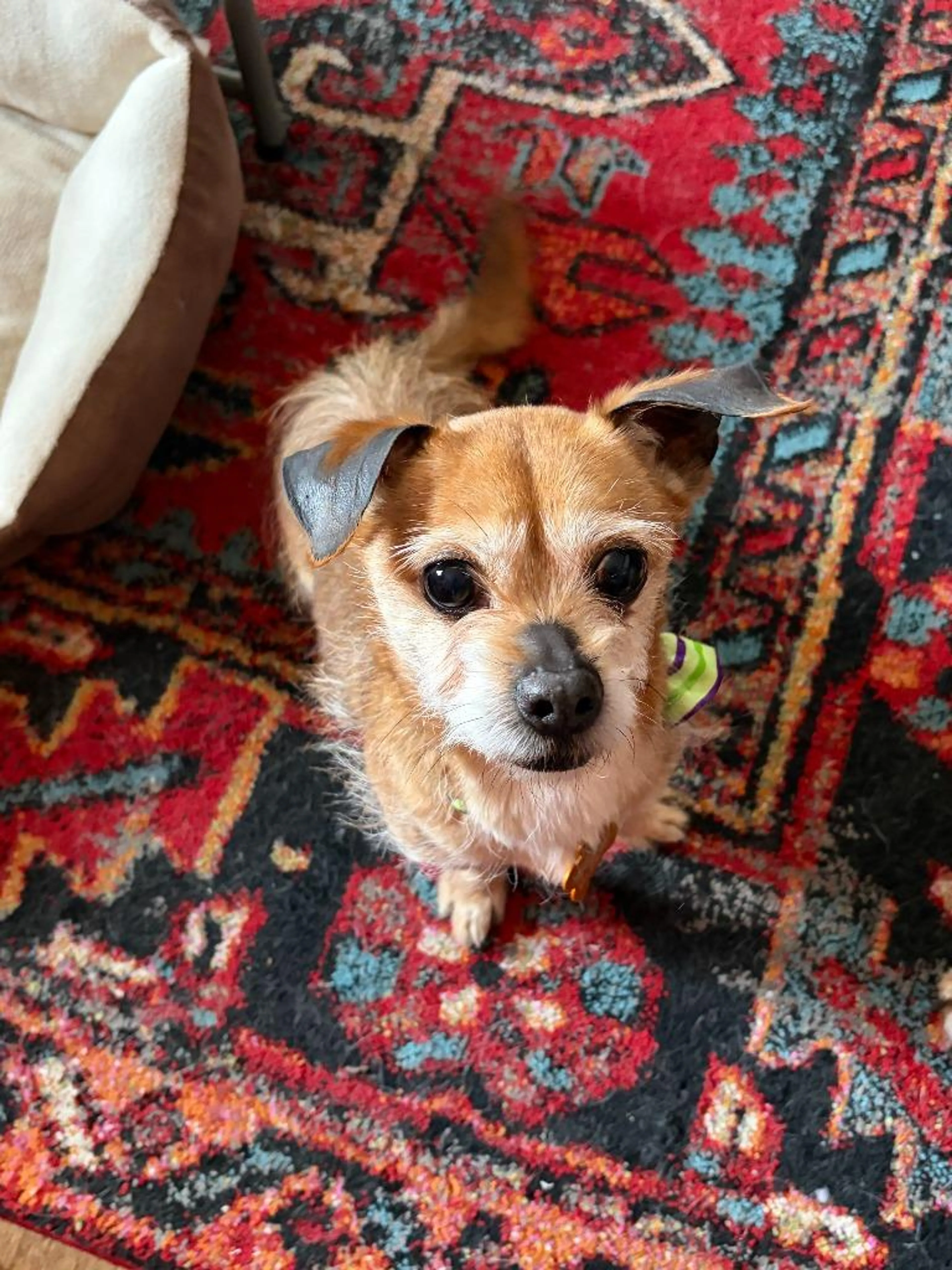Found pet-3
