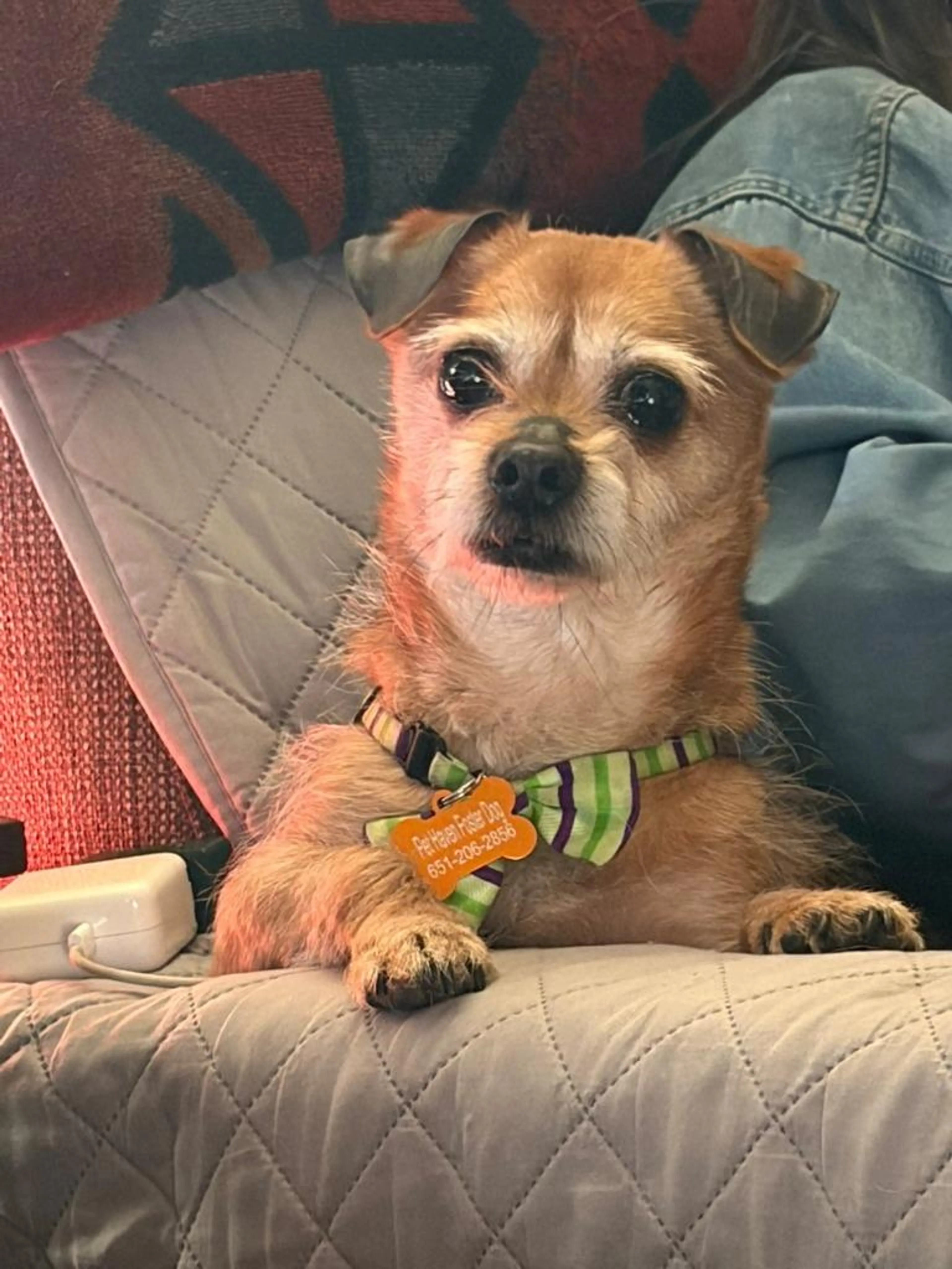 Found pet-1