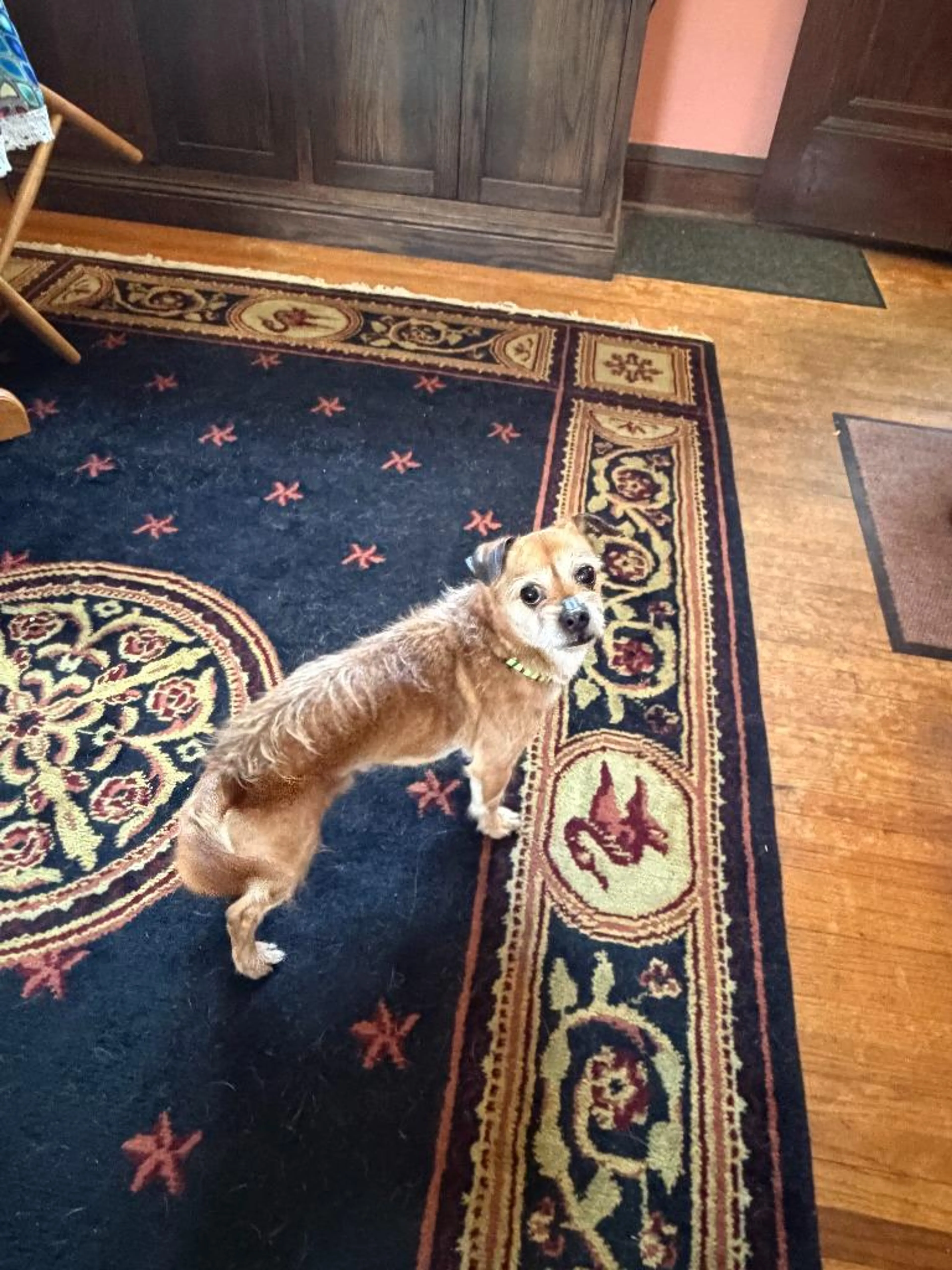 Found pet-2