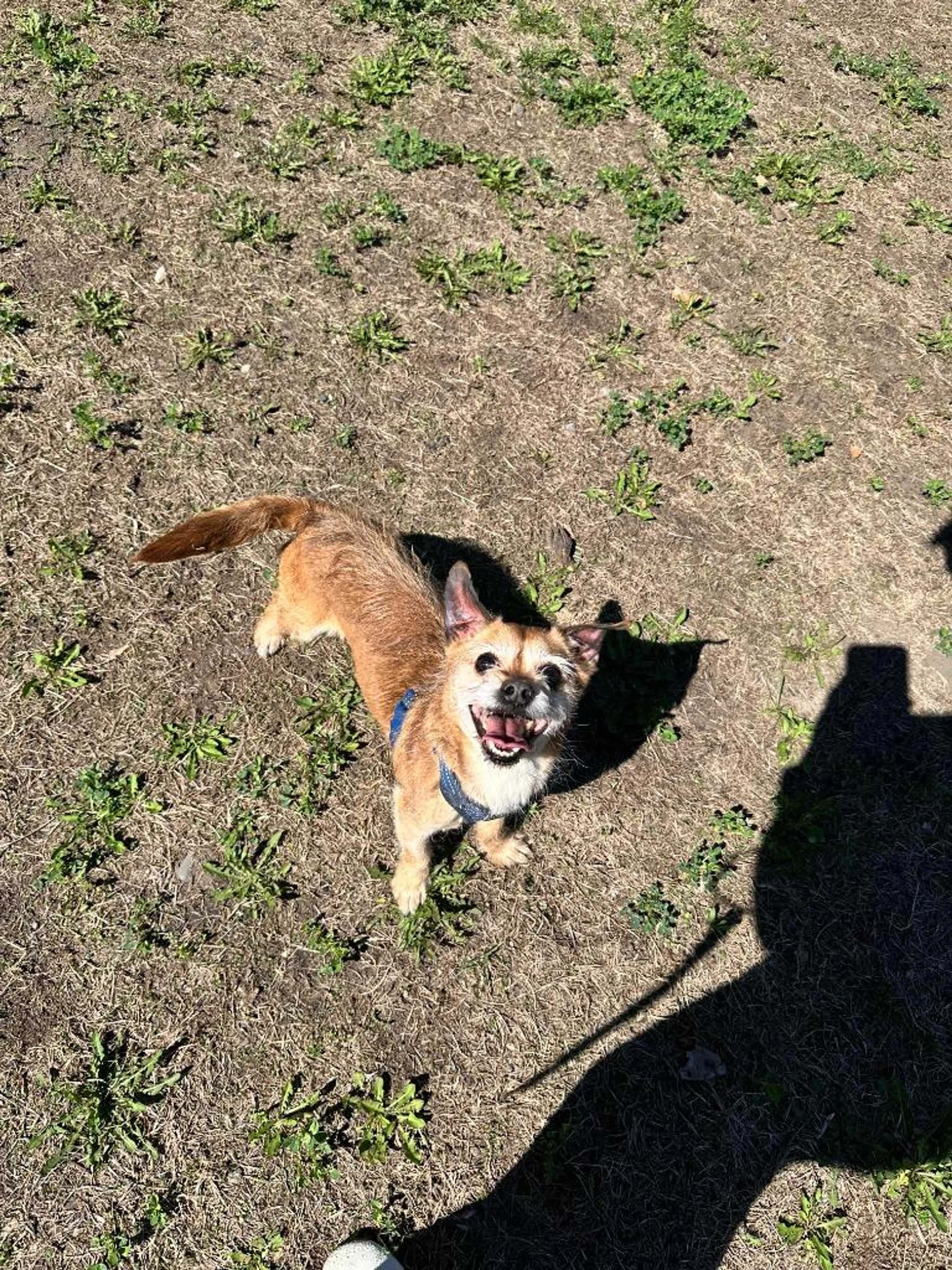 Found pet-0