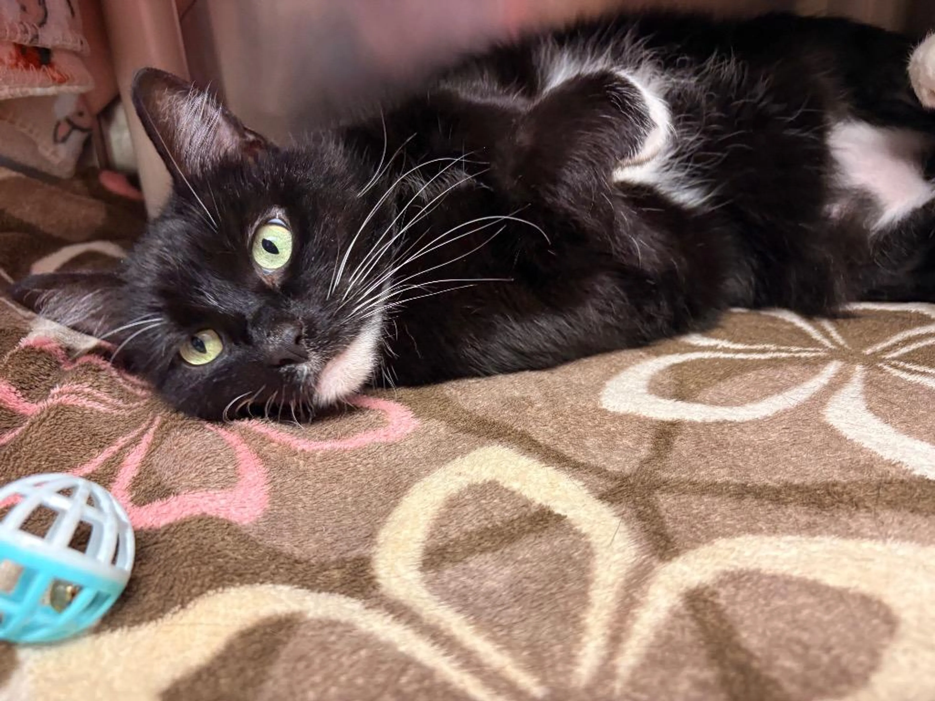 Found pet-2