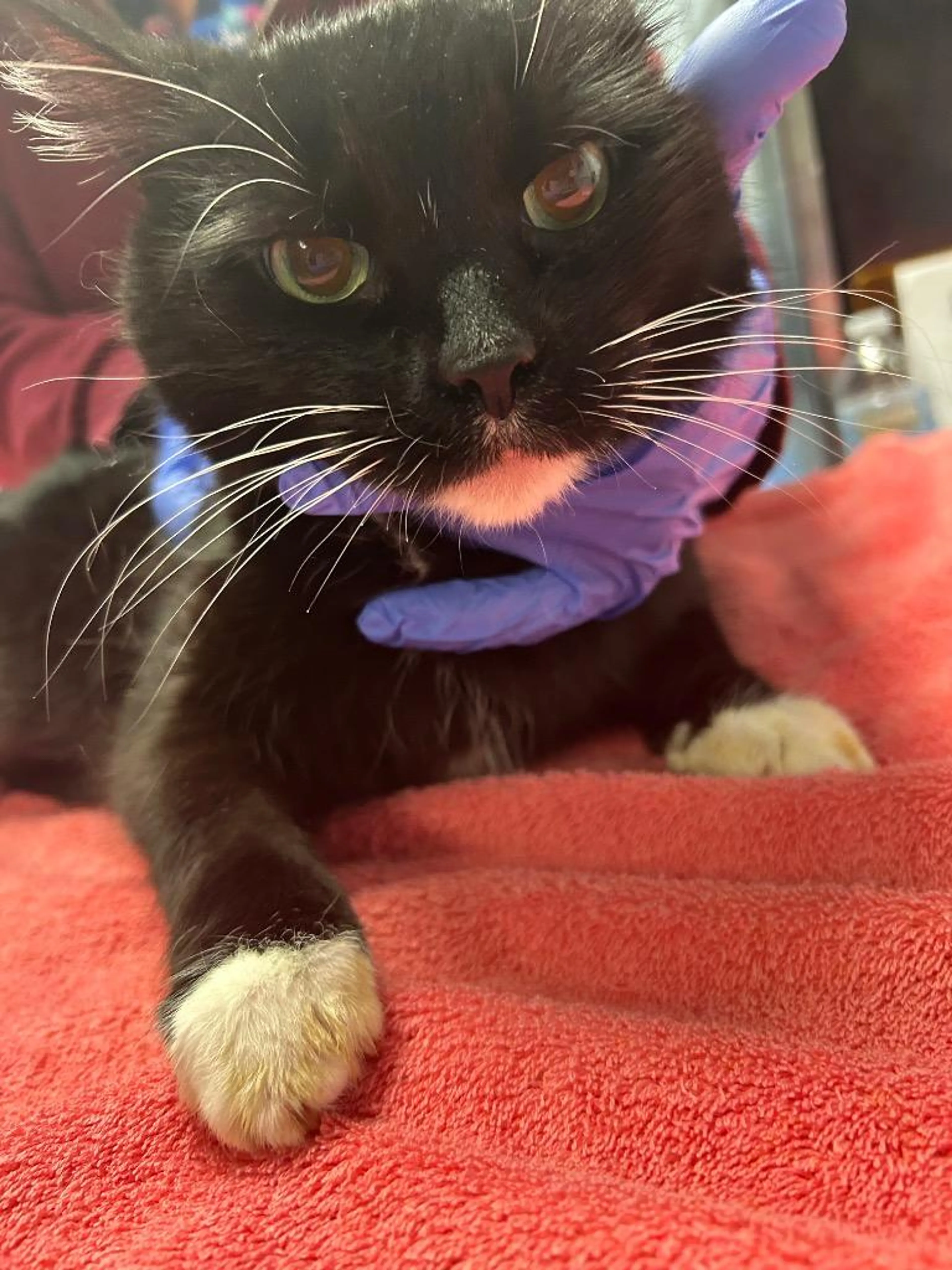 Found pet-1