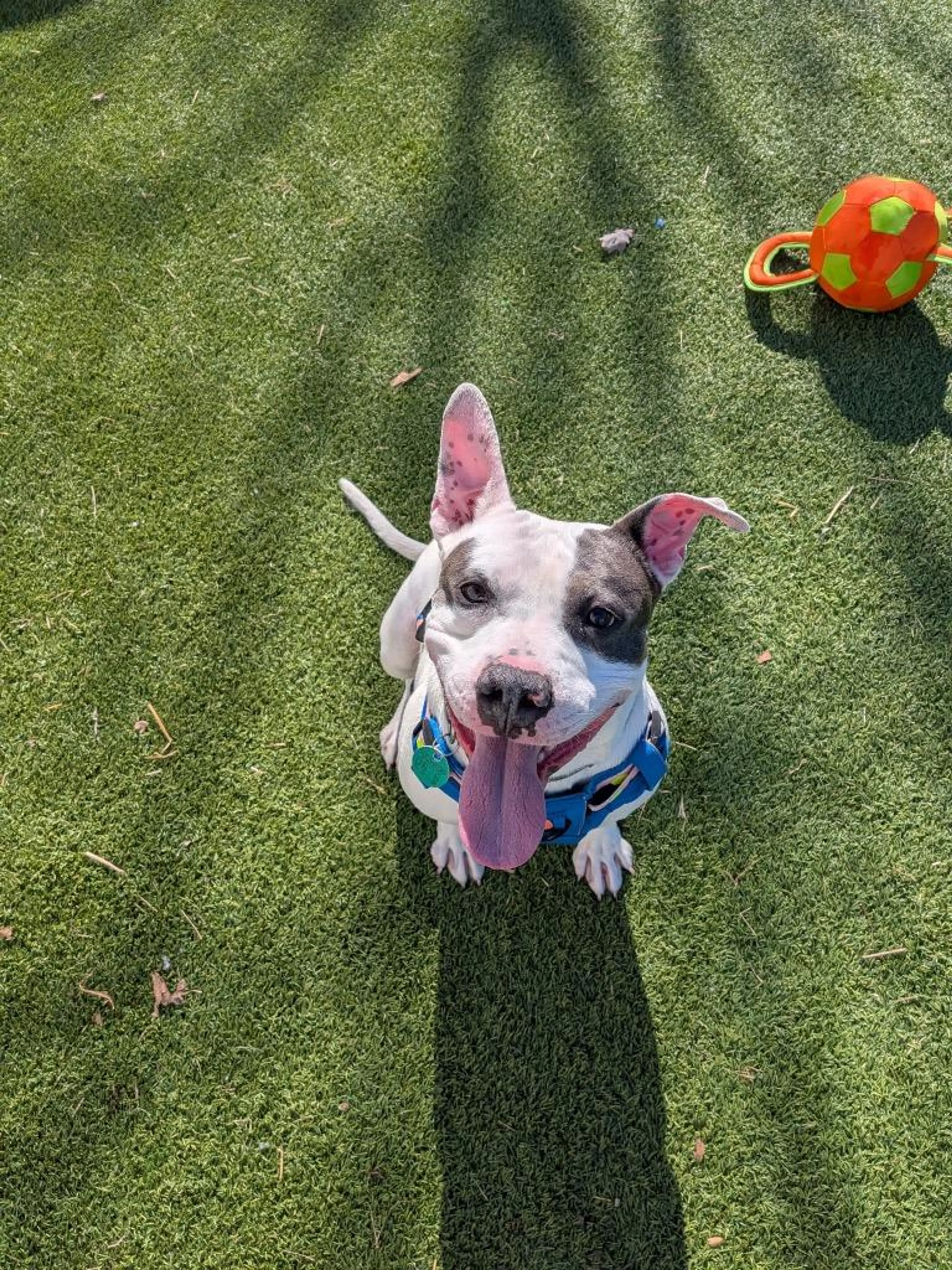 Found pet-3