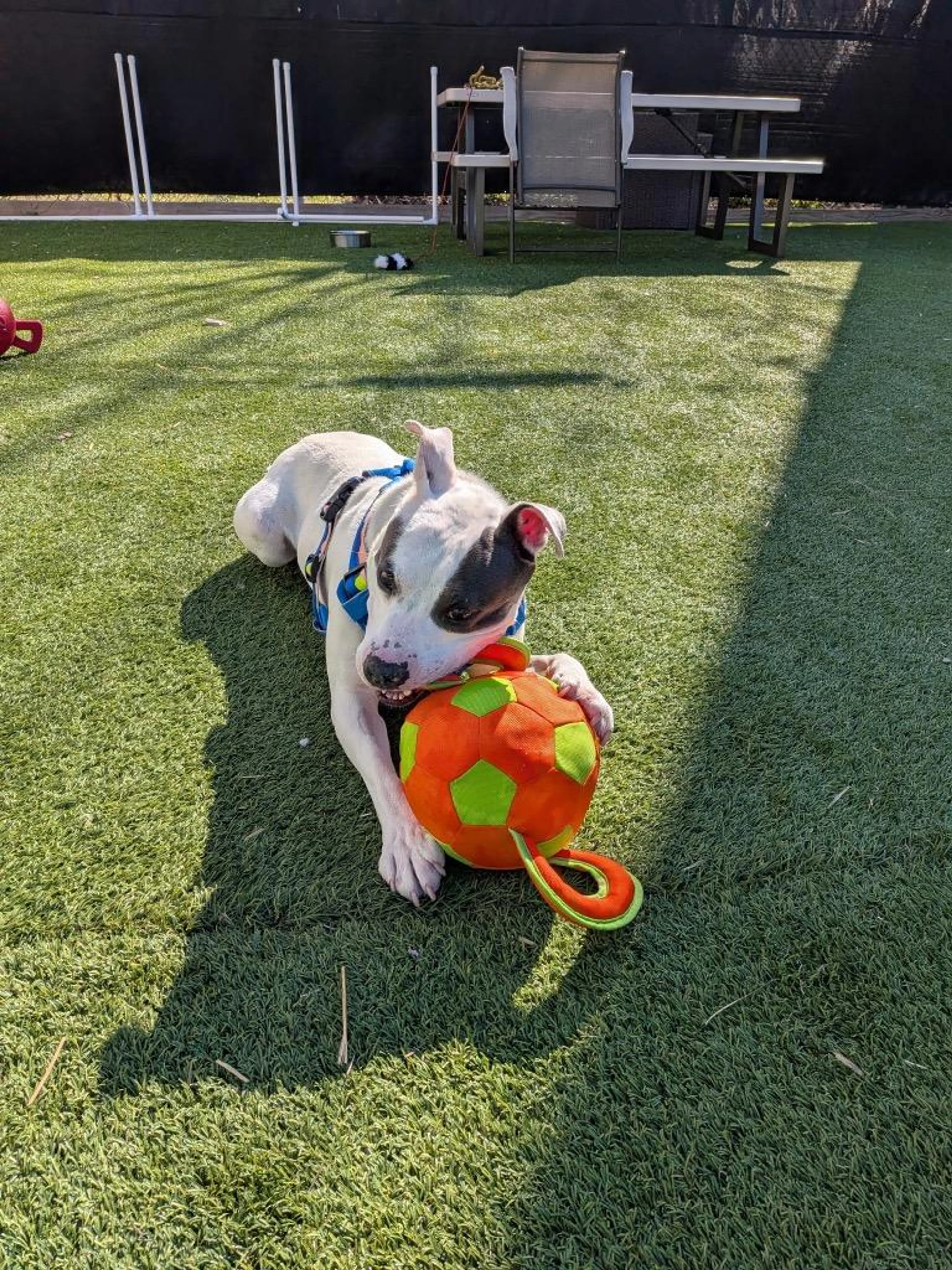 Found pet-1